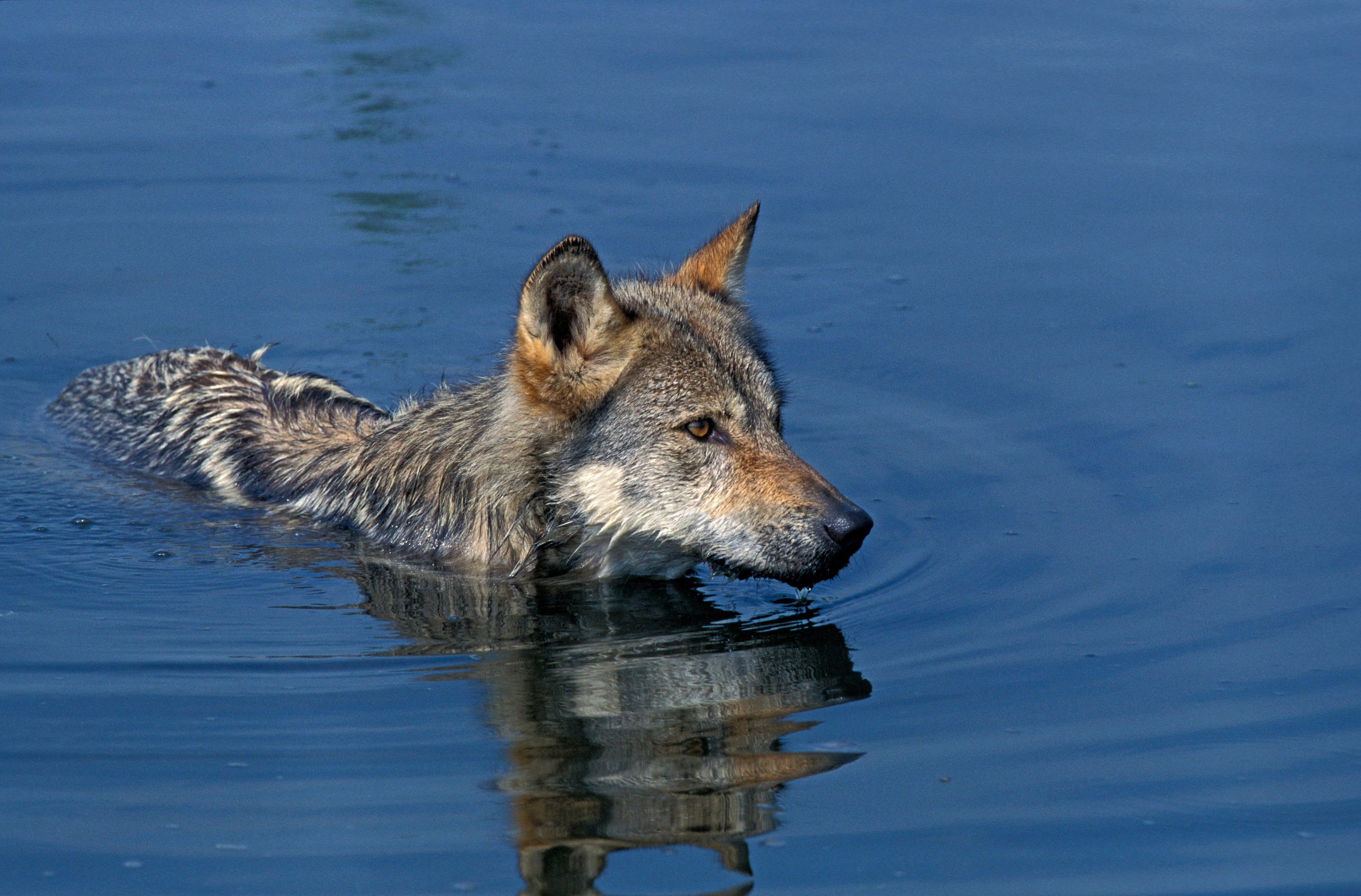 european wolf canis lupus adult standing in water