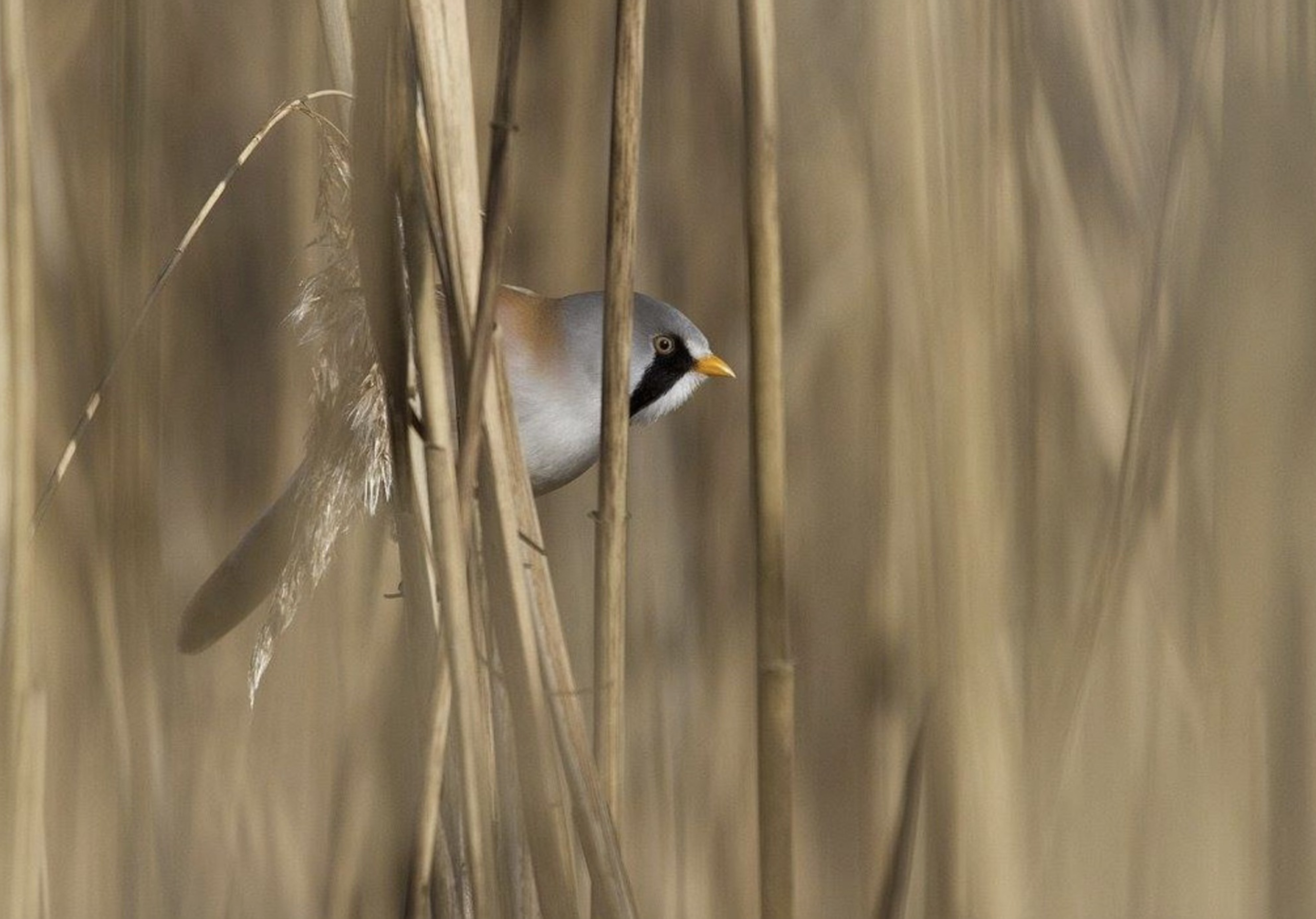 gos conférence olivier jean-petit-matile