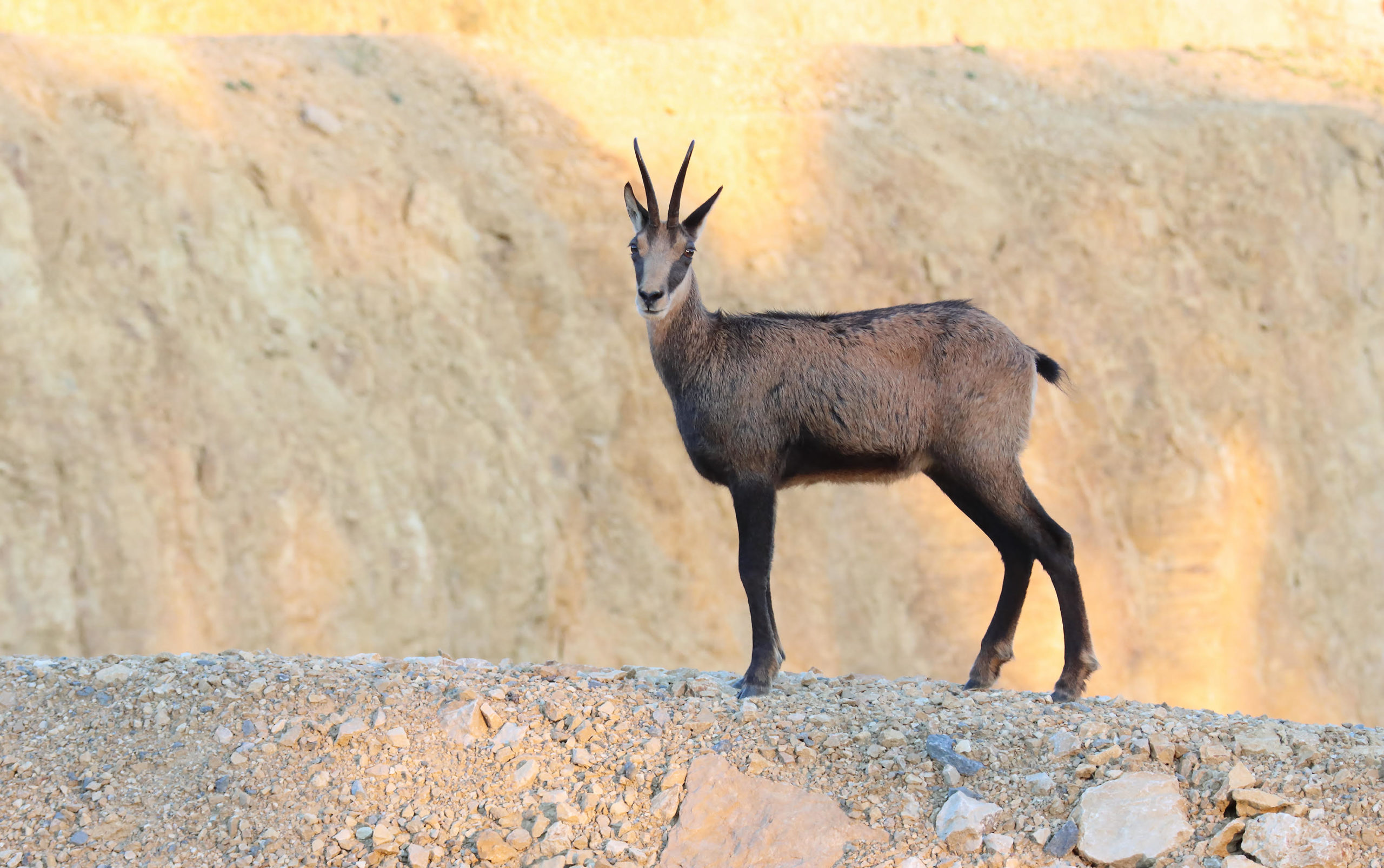 star 28_fevrier_olivier_jean-petit-matile