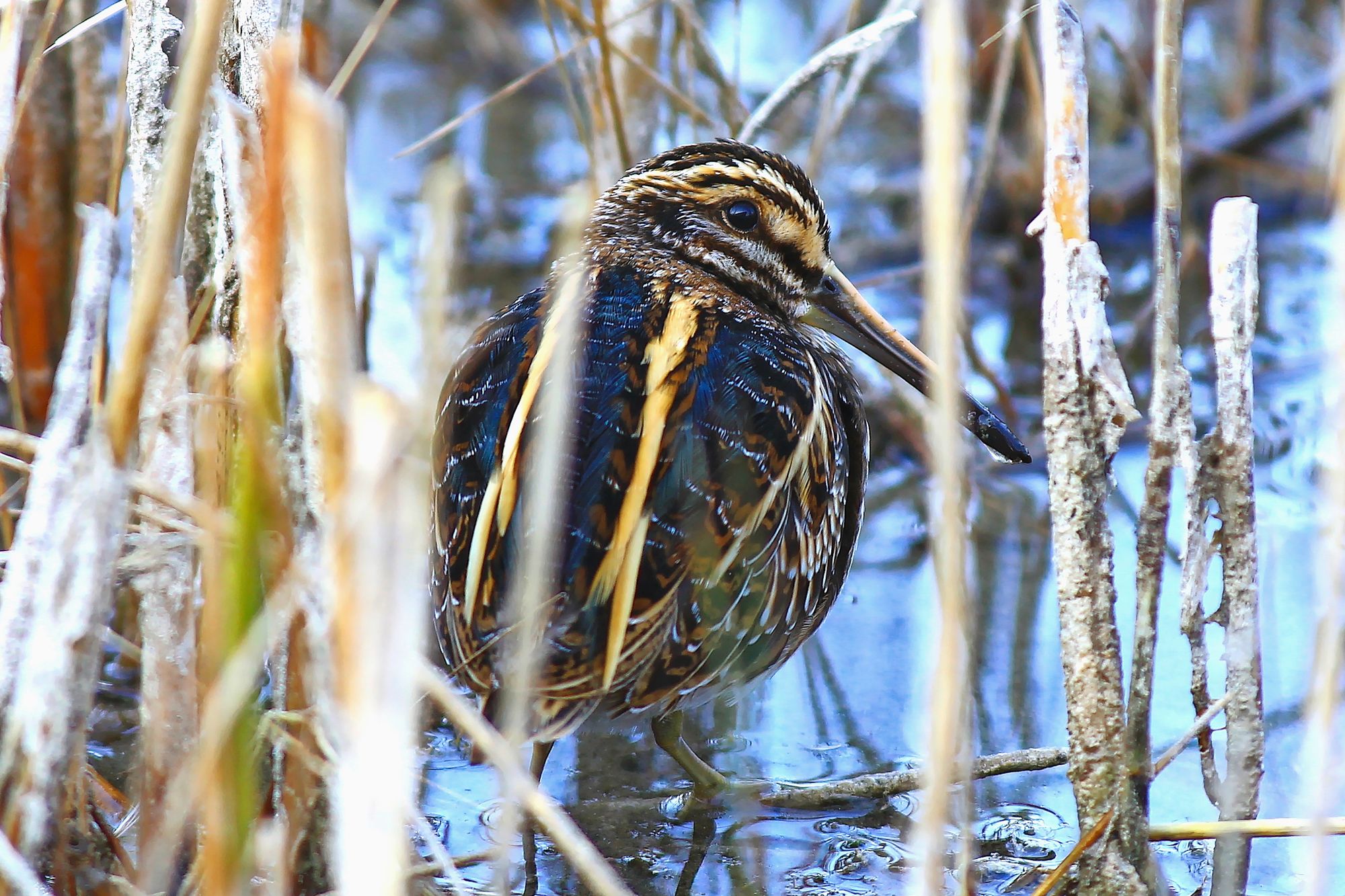 09_01_becassine_sourde_5990jpeg