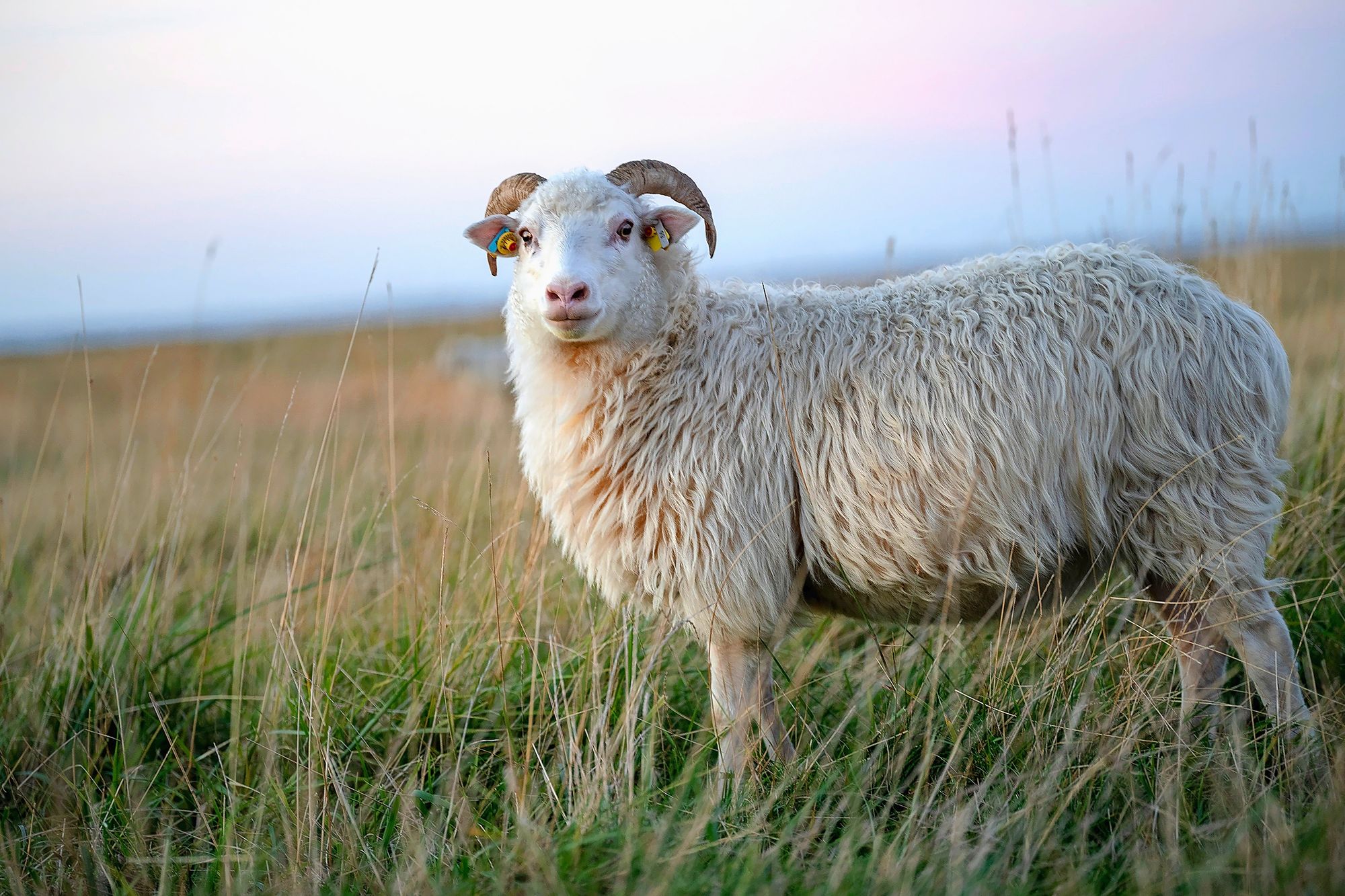 11_2_skudde_adobestock_605649213jpeg