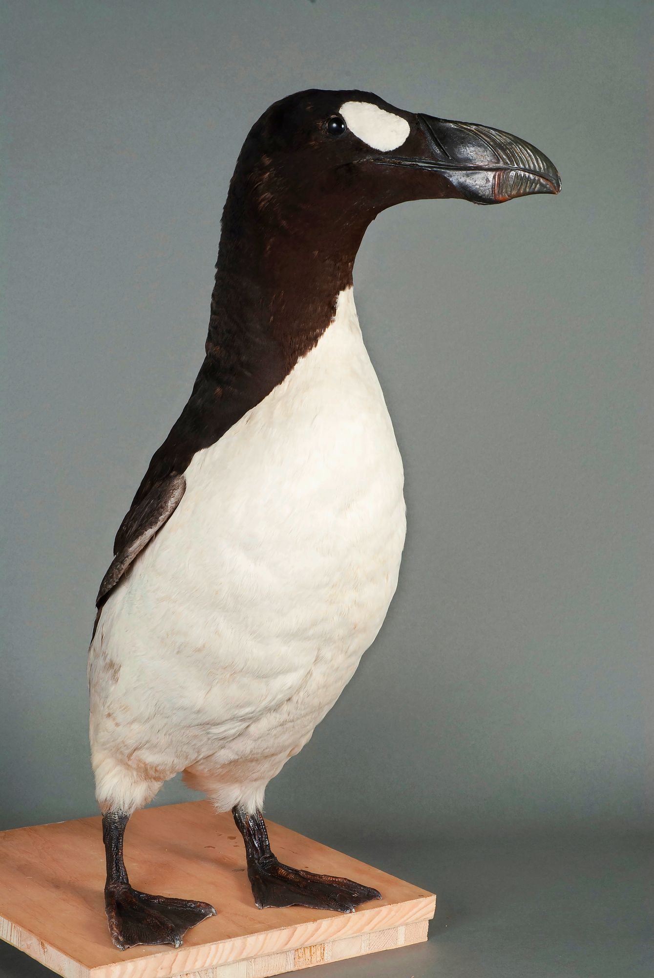 13_2008-09-17-grand-pingouin_18jpeg