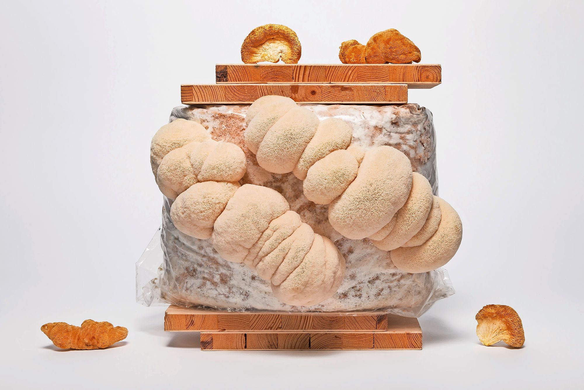 15_missionmycelium©js-20jpeg