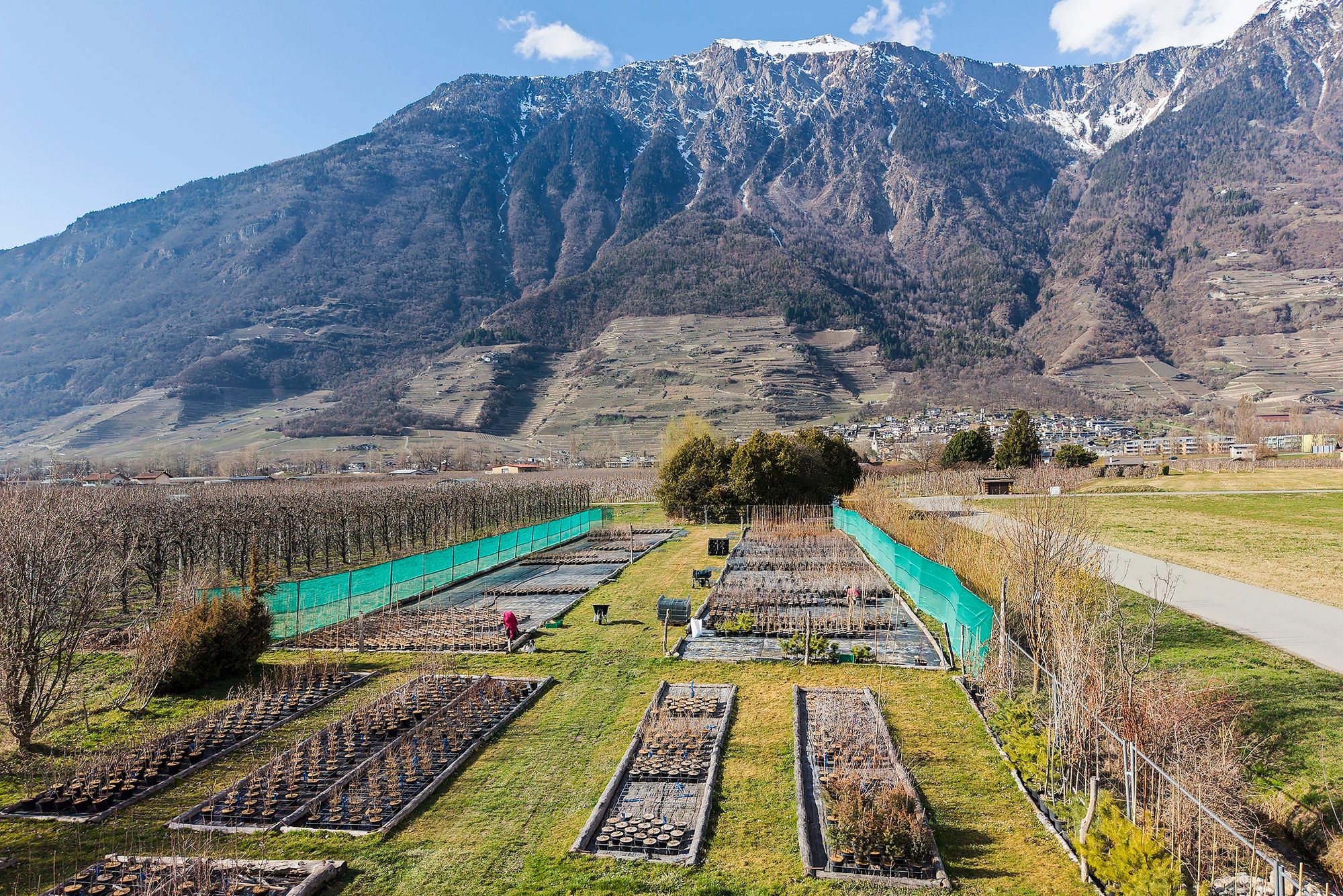 17_tn_pepiniereforestiere01jpeg