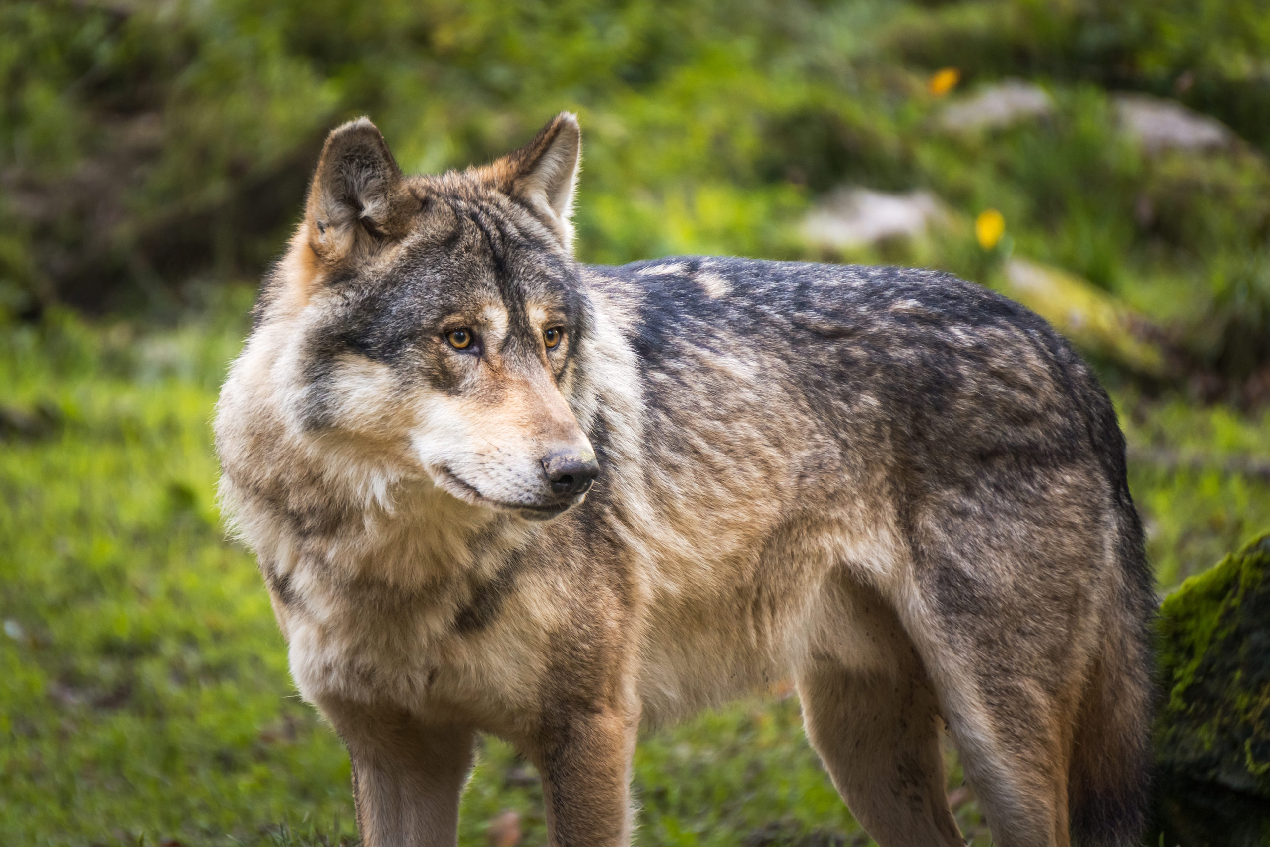portrait of a gray or european or eurasian wolf canis lupus lupus france