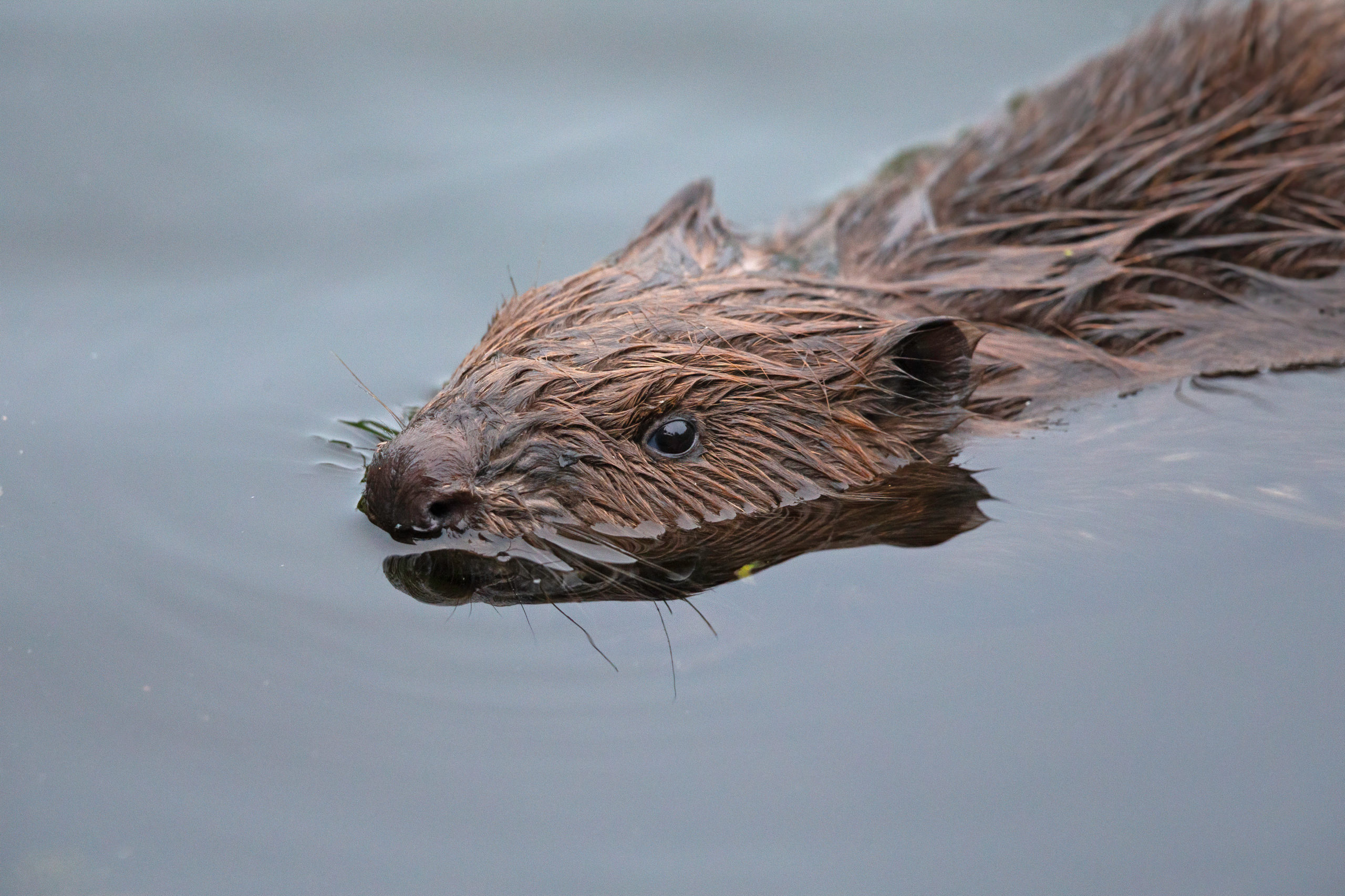 a close-up picture of a eurasian beaver castor fiber eating and swimming in calm water