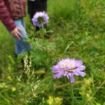 corridor à papillons