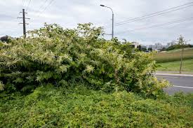 plantes envahissantes