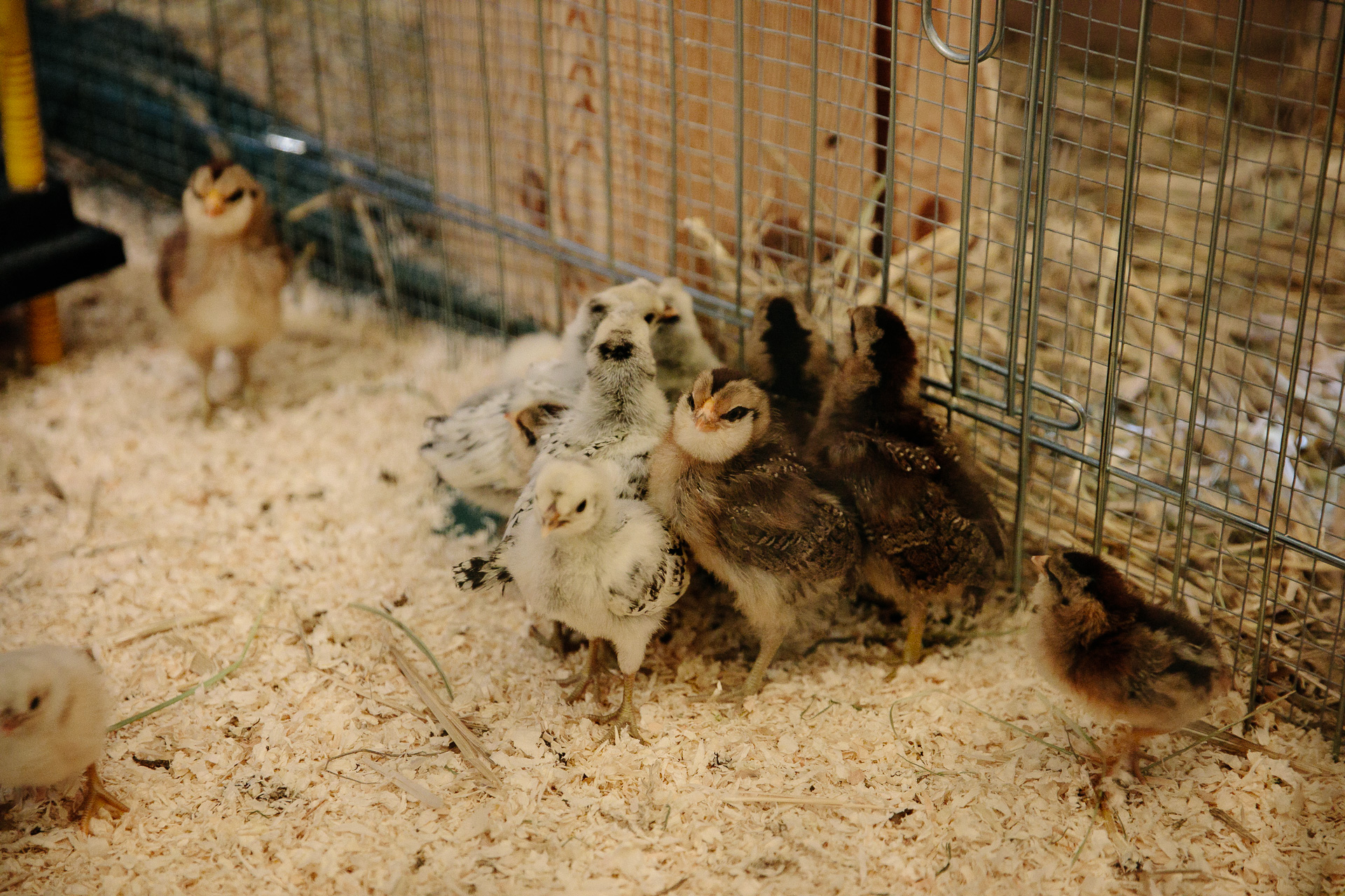 proch poussinsdavril©yannlaubscher