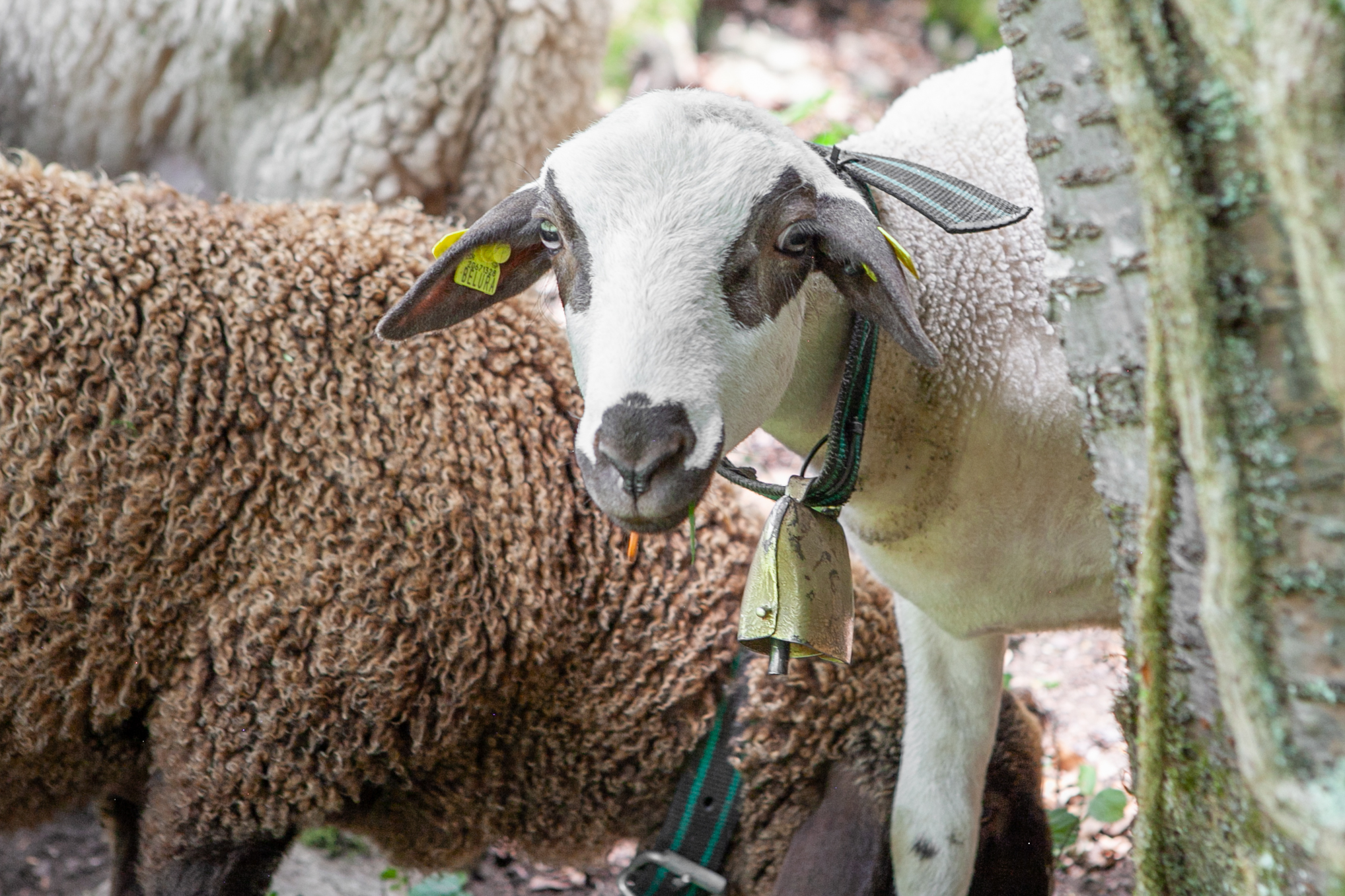 star cours petits ruminants