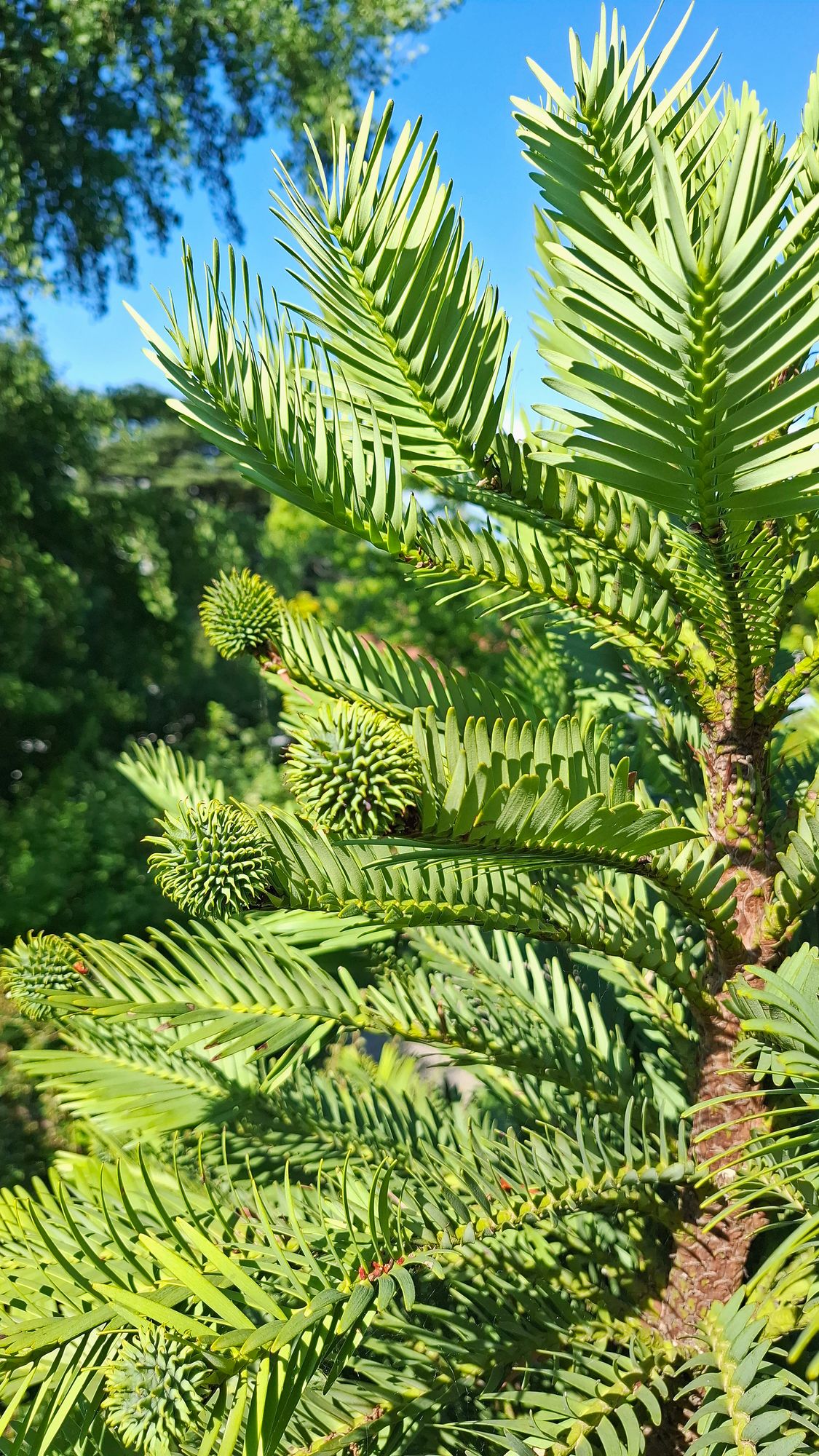 09_wollemia-nobilis_pdescombes_20250701_101448jpeg