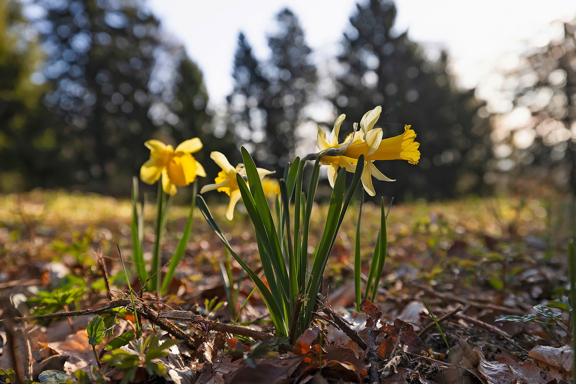 11_mercerat_jonquilles022jpeg