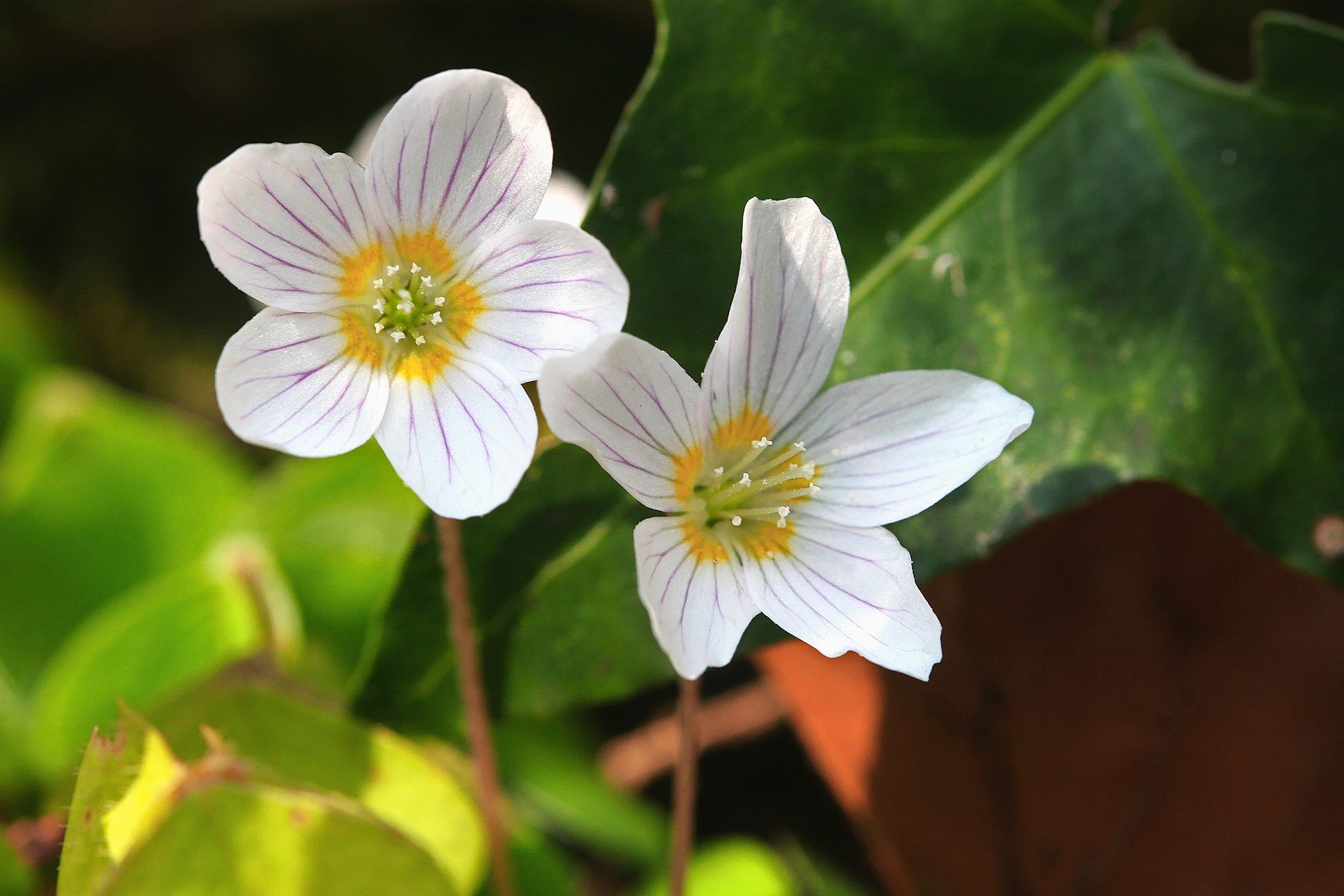 11_pain_coucou_9033jpeg