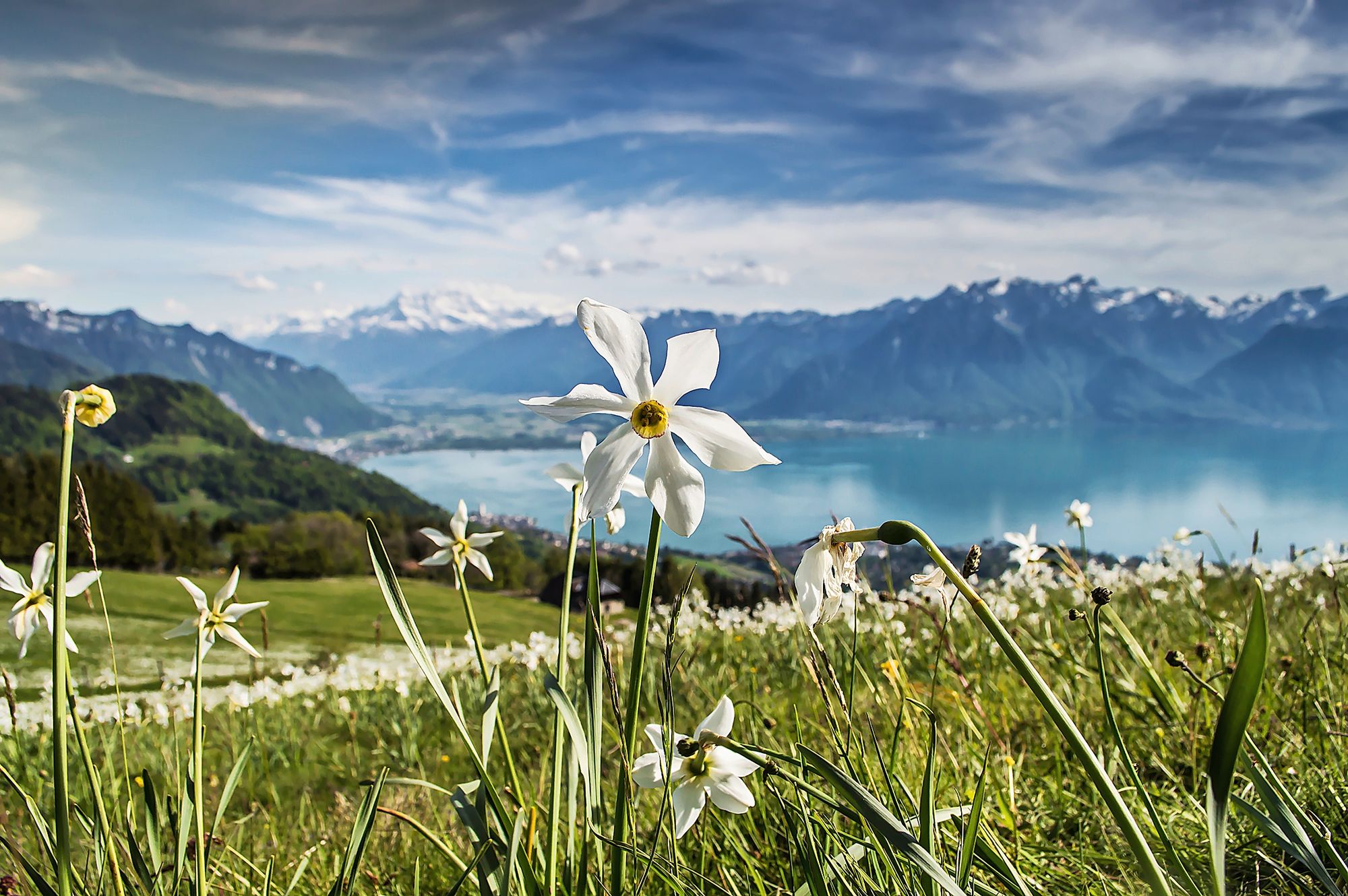 16_narcisses2017-mauderionjpeg