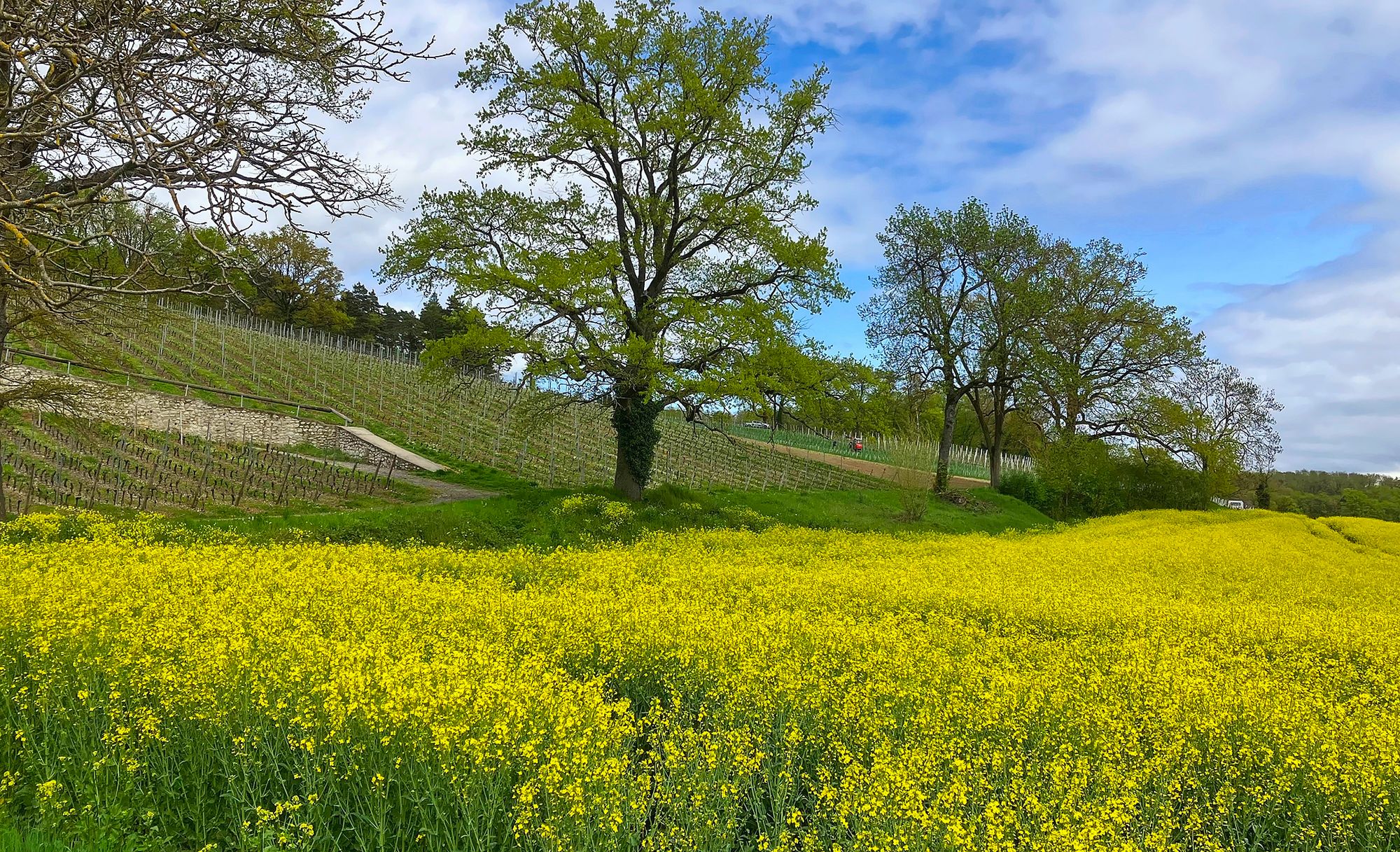 17_00_colza_vigne_peney_0542jpeg