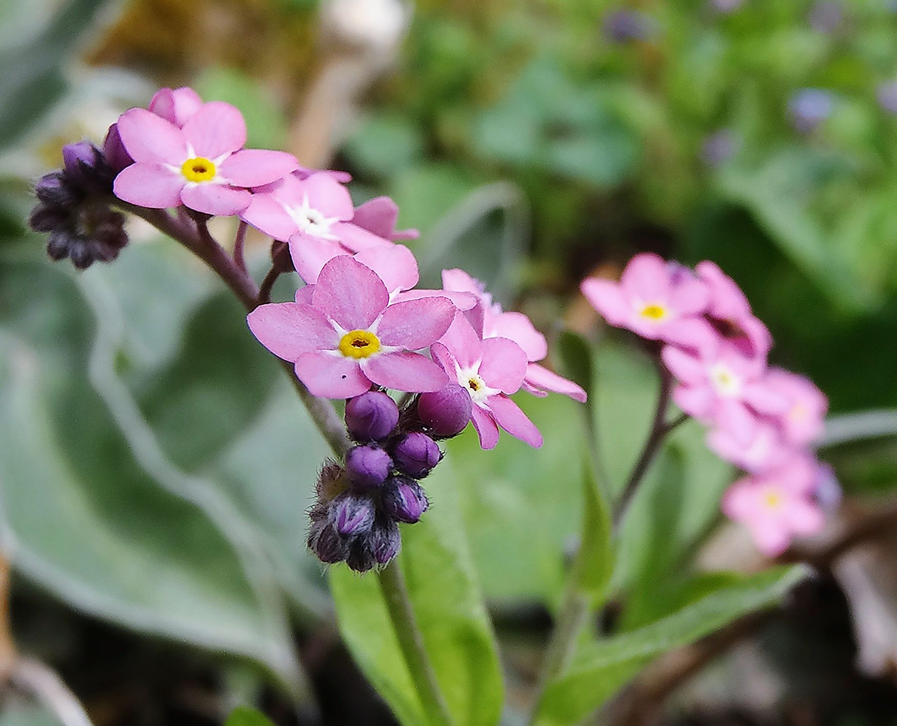 21_dsc05650-myosotis-rosejpeg