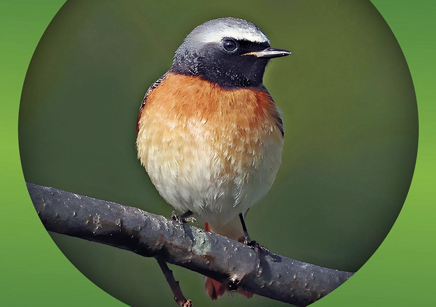 d sortie rqfb-leysin-160526