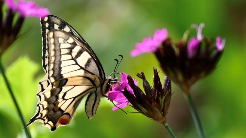 conférence papillon de jour