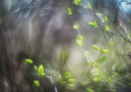 la symphonie de arbresjpg