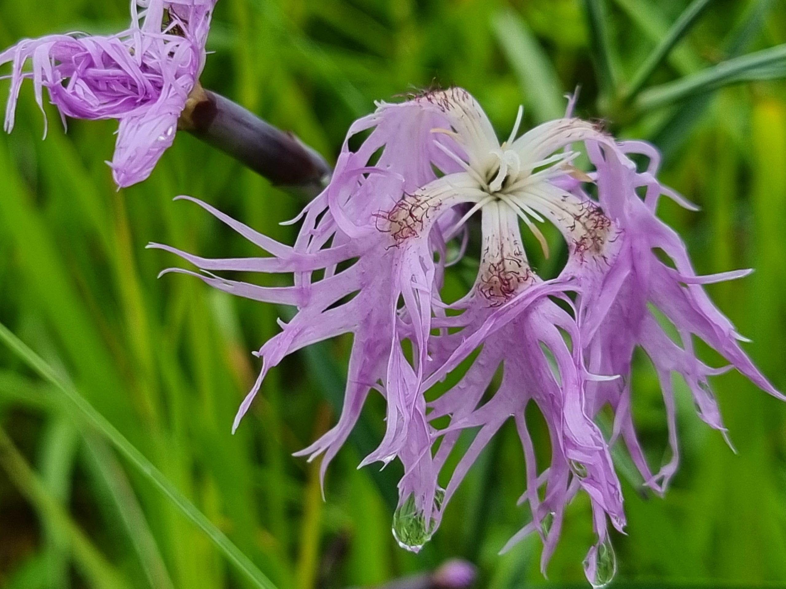 marché de printemps