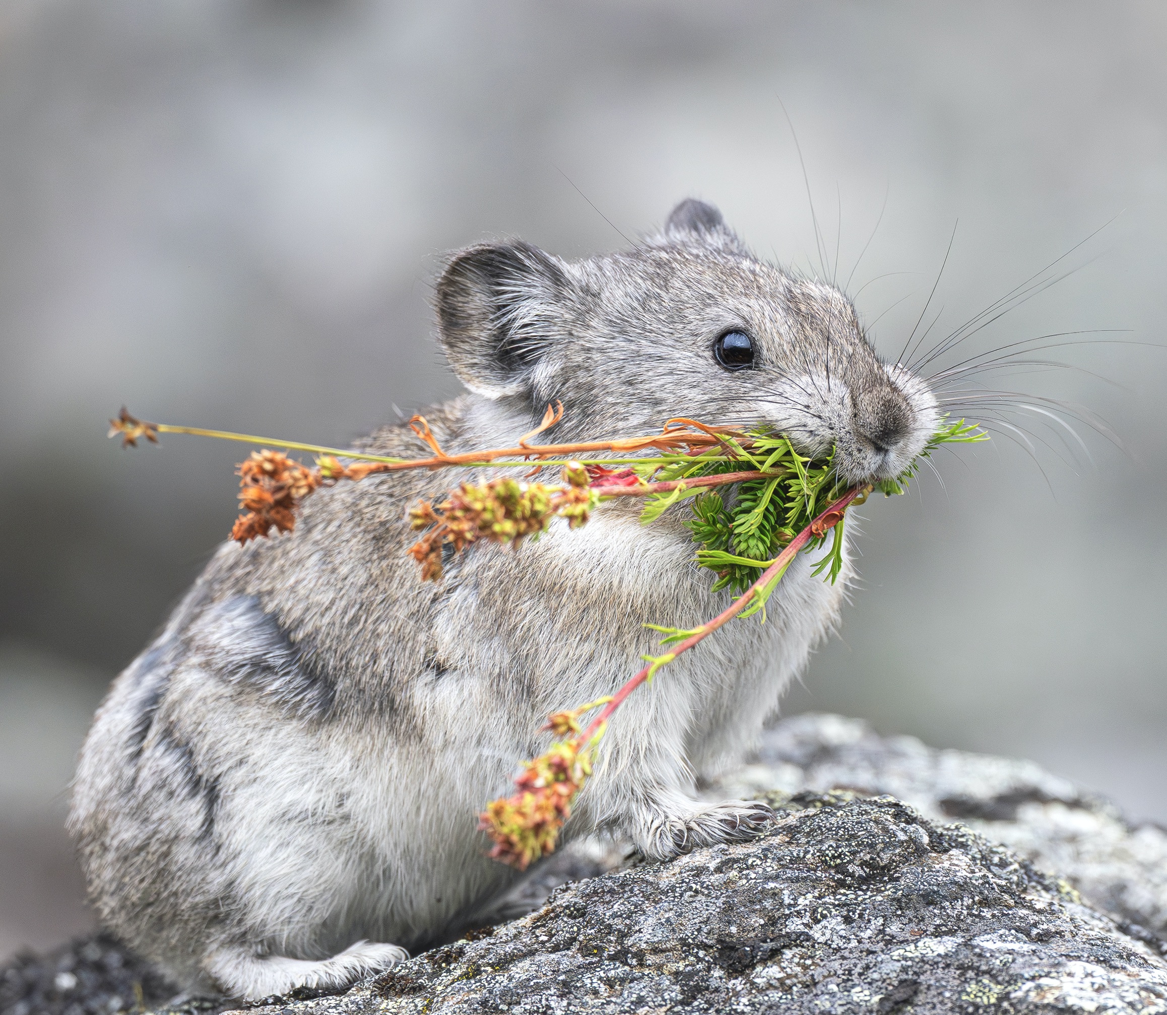 proch anne gilliéron