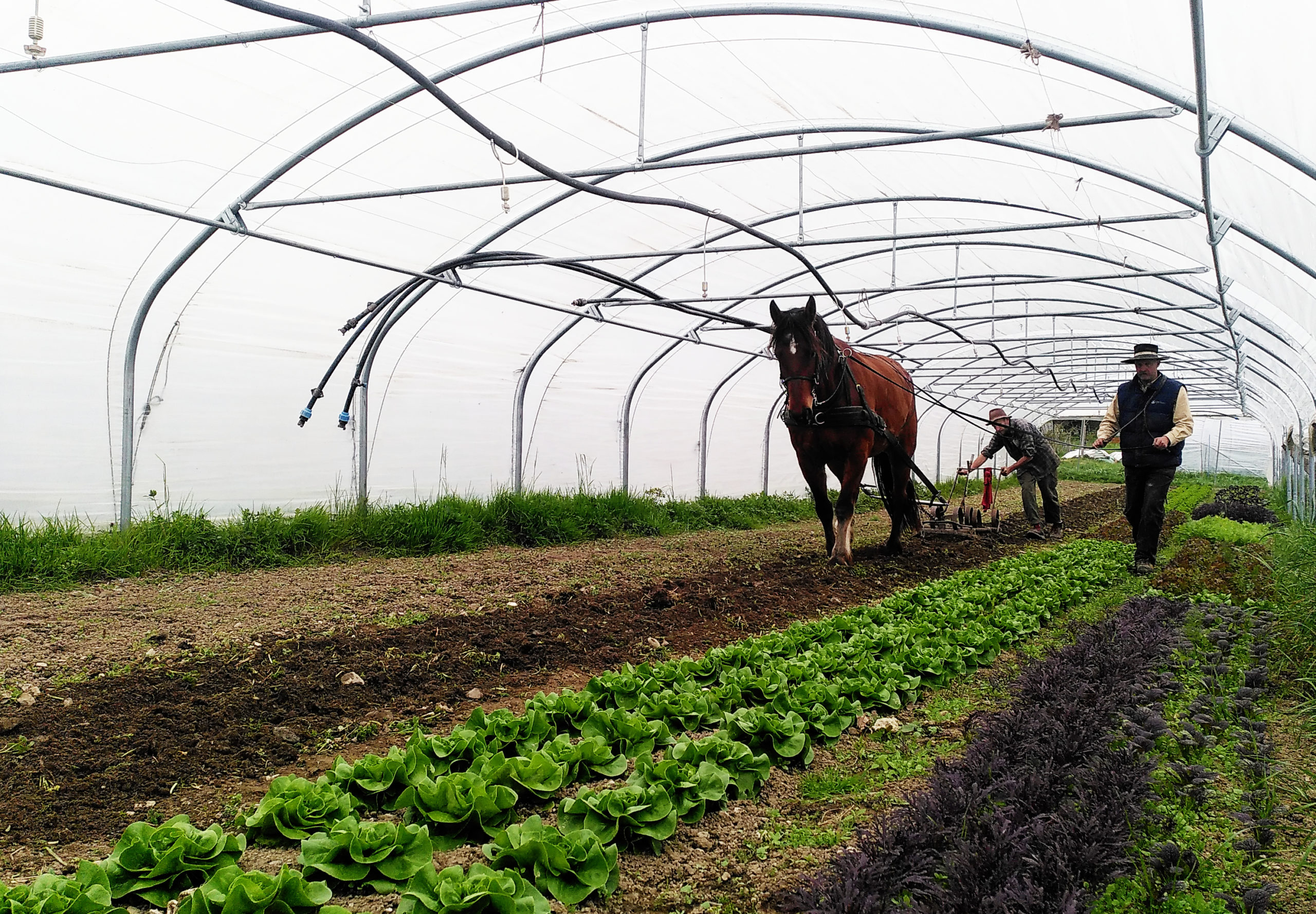 proch festival paysan 2