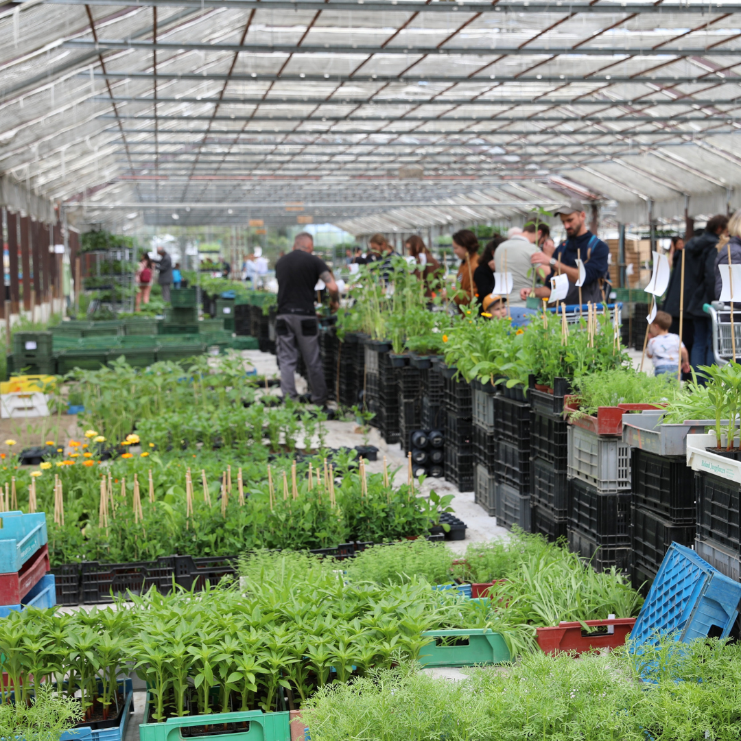 proch marché zollinger 1