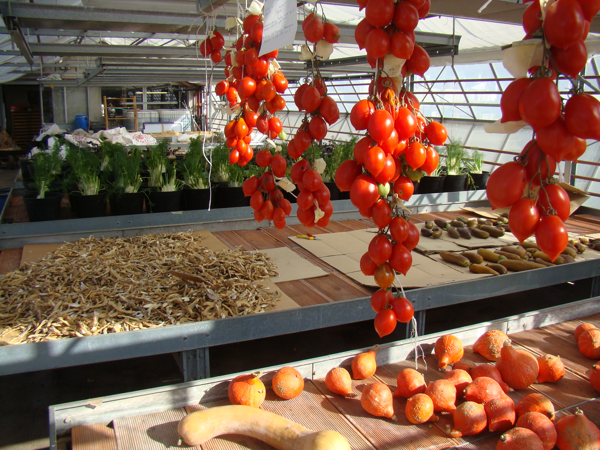 proch tomates association semences de pays