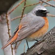 rougequeue à front blanc