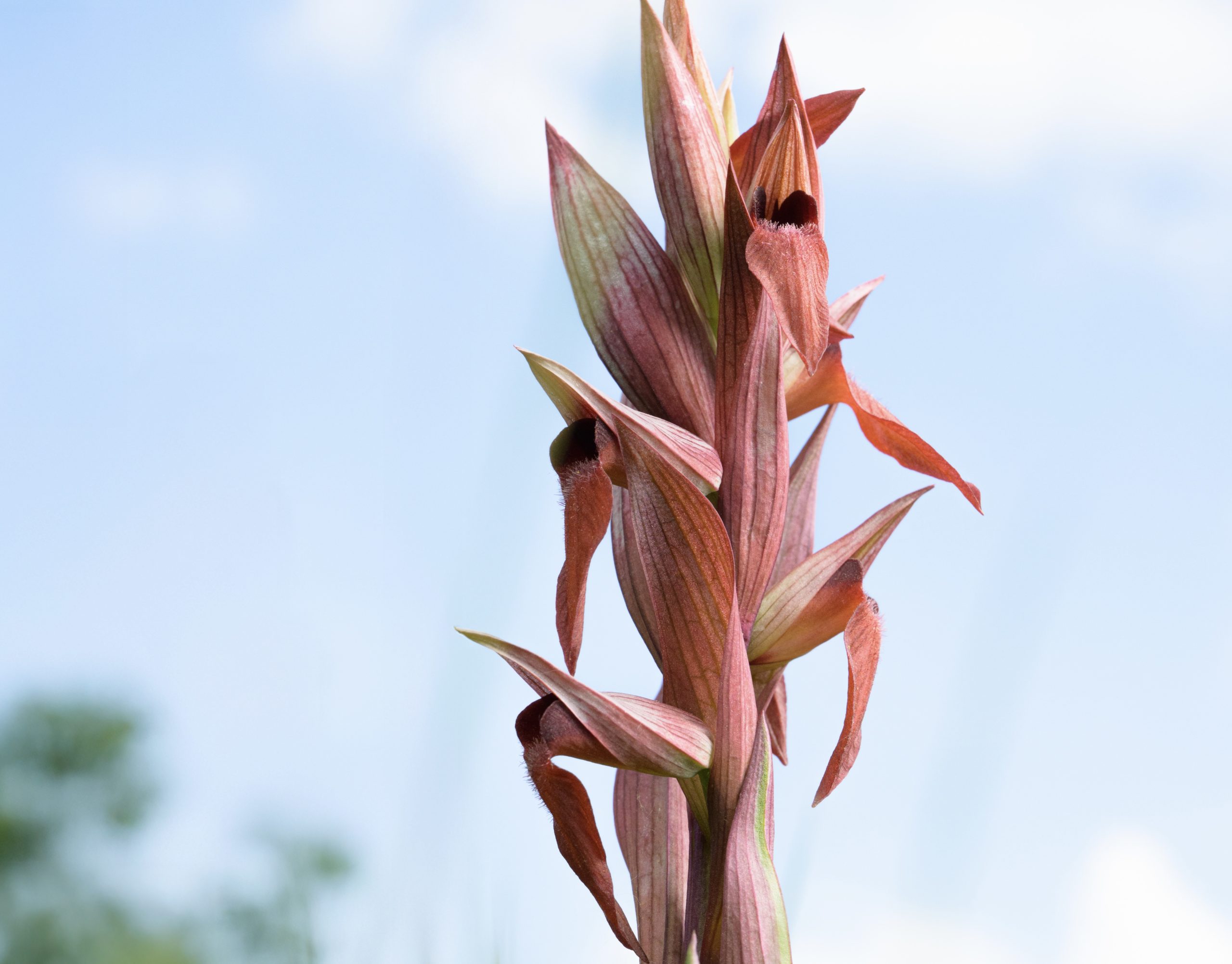star pro natura orchidée sauvage