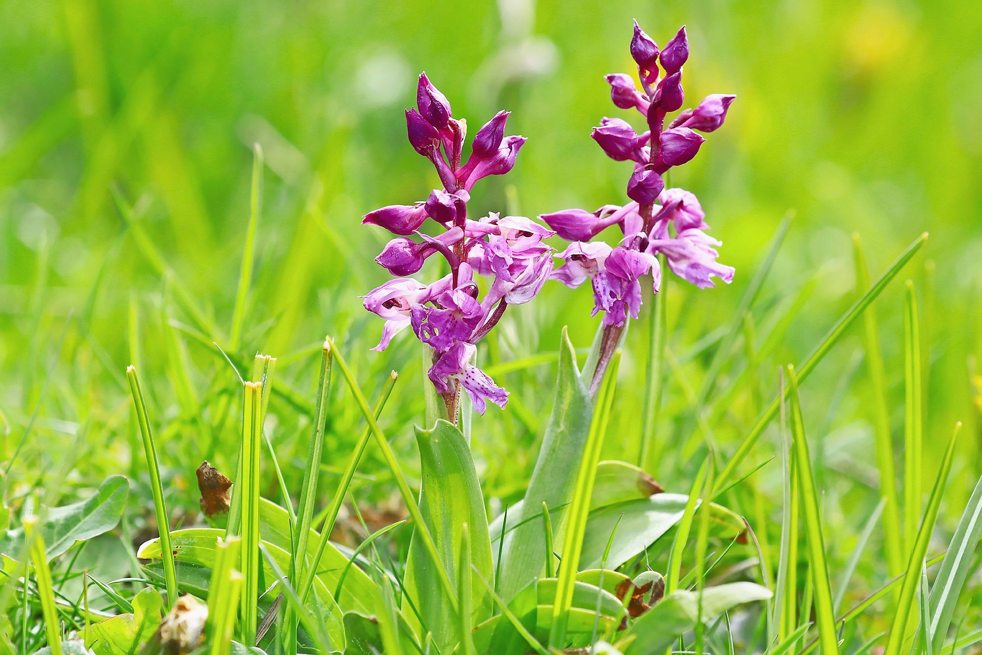 16_balade_02_orchis_male_flore_zone_humide_0485jpeg