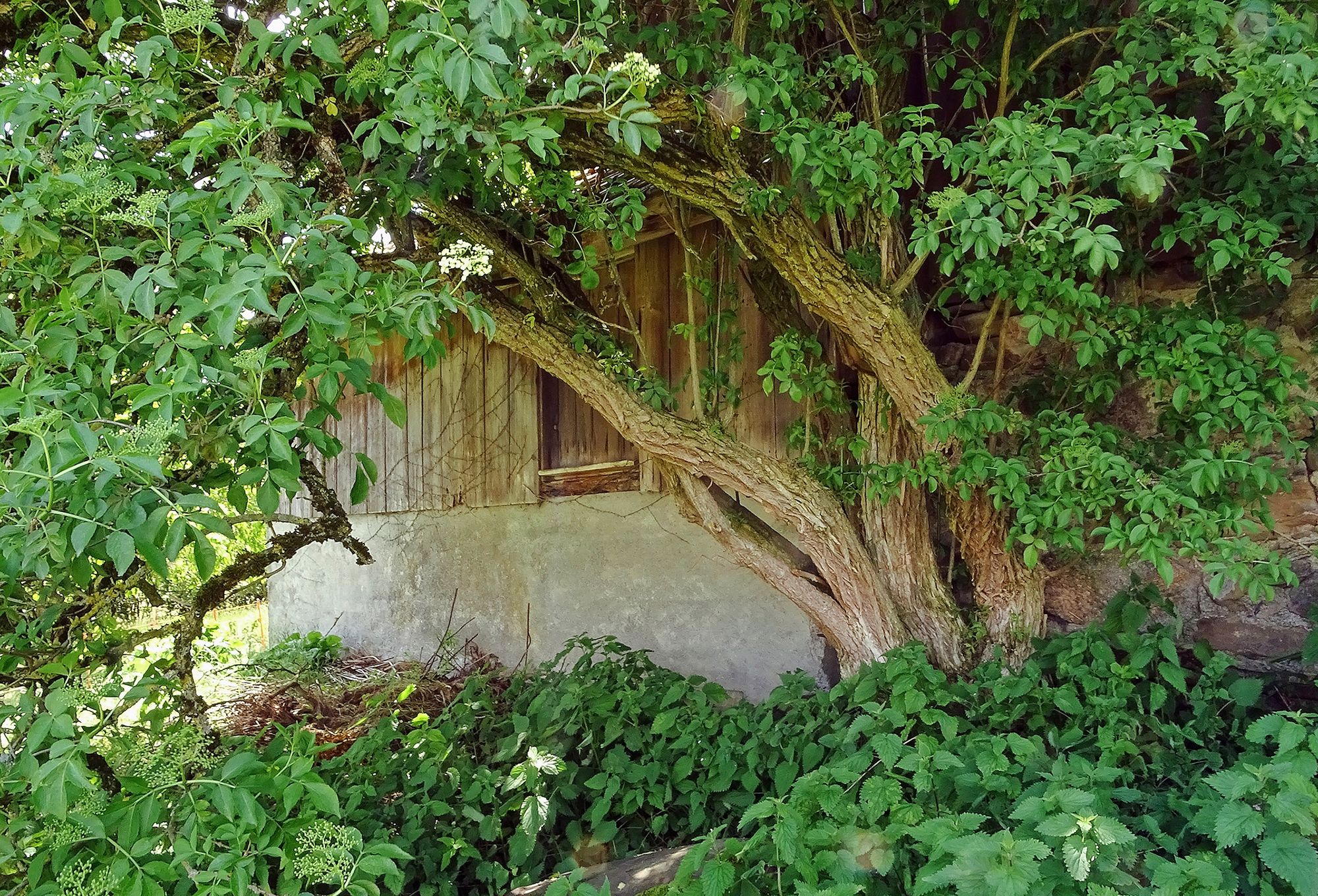 17_dsc09004-vieux-sureaujpeg