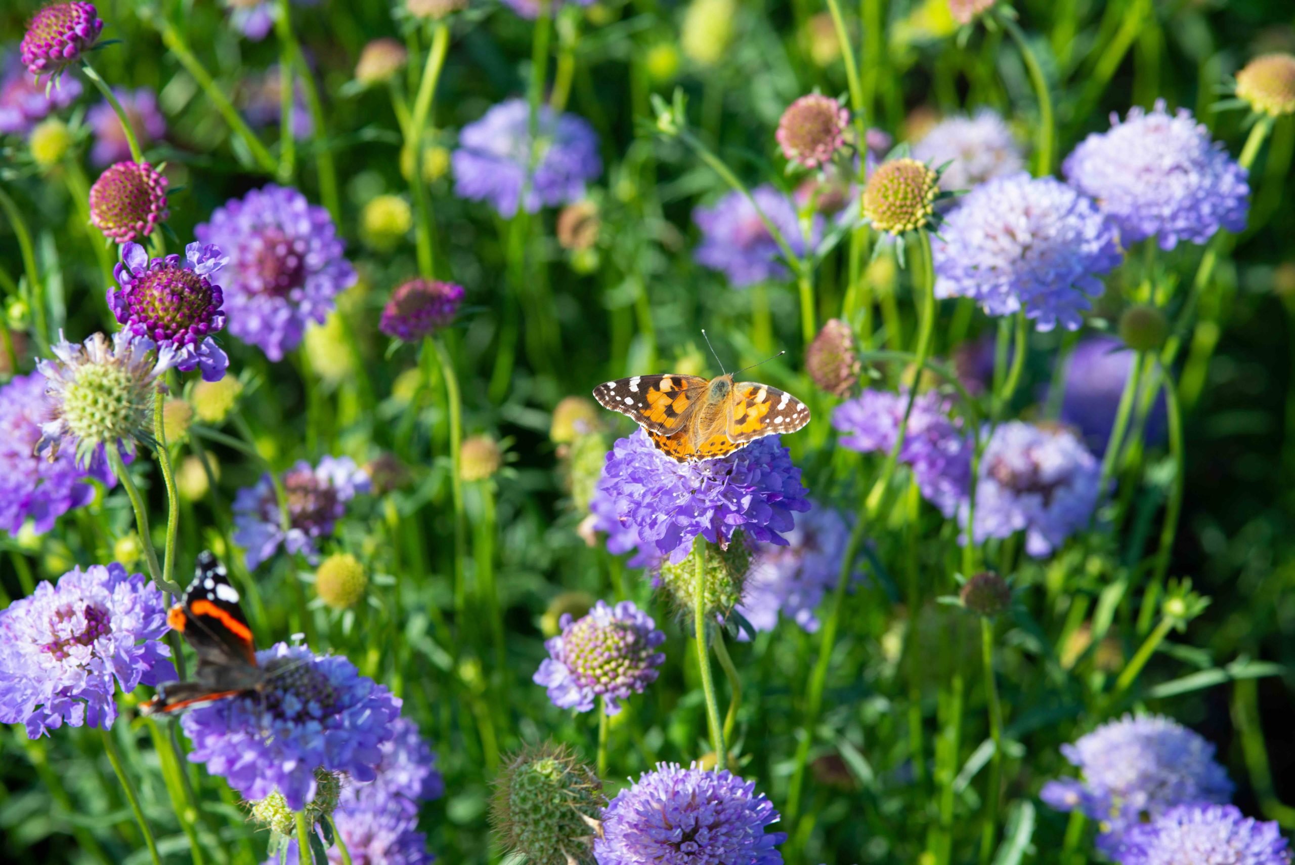 monarch butterfly on top of a blue scabiosa flower high quality photo