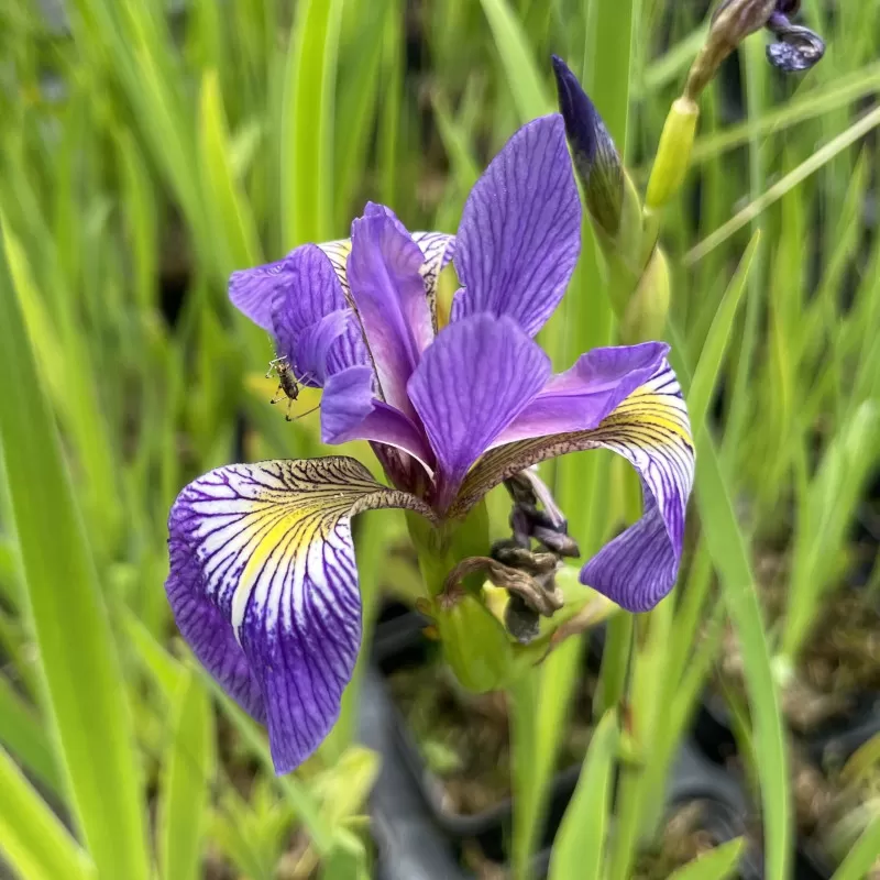iris-versicolor