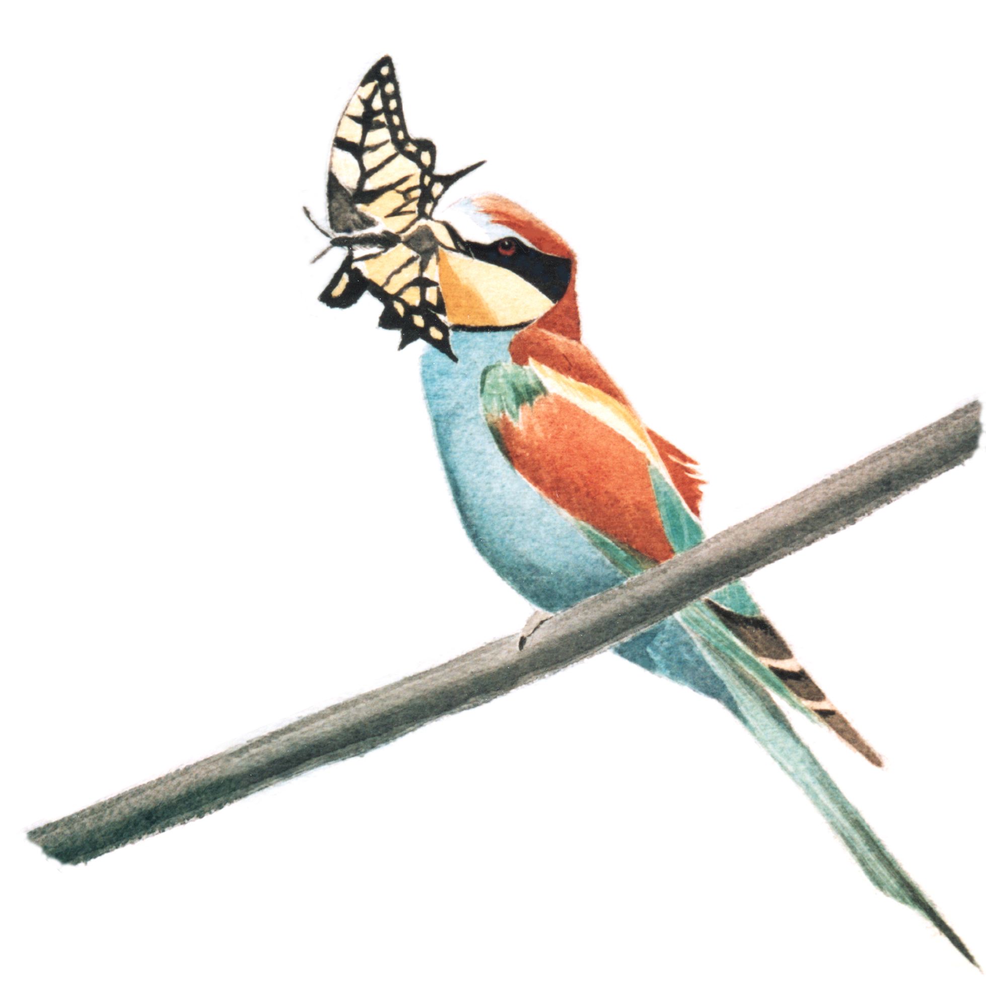 11_aquarelle-guepier-2jpeg