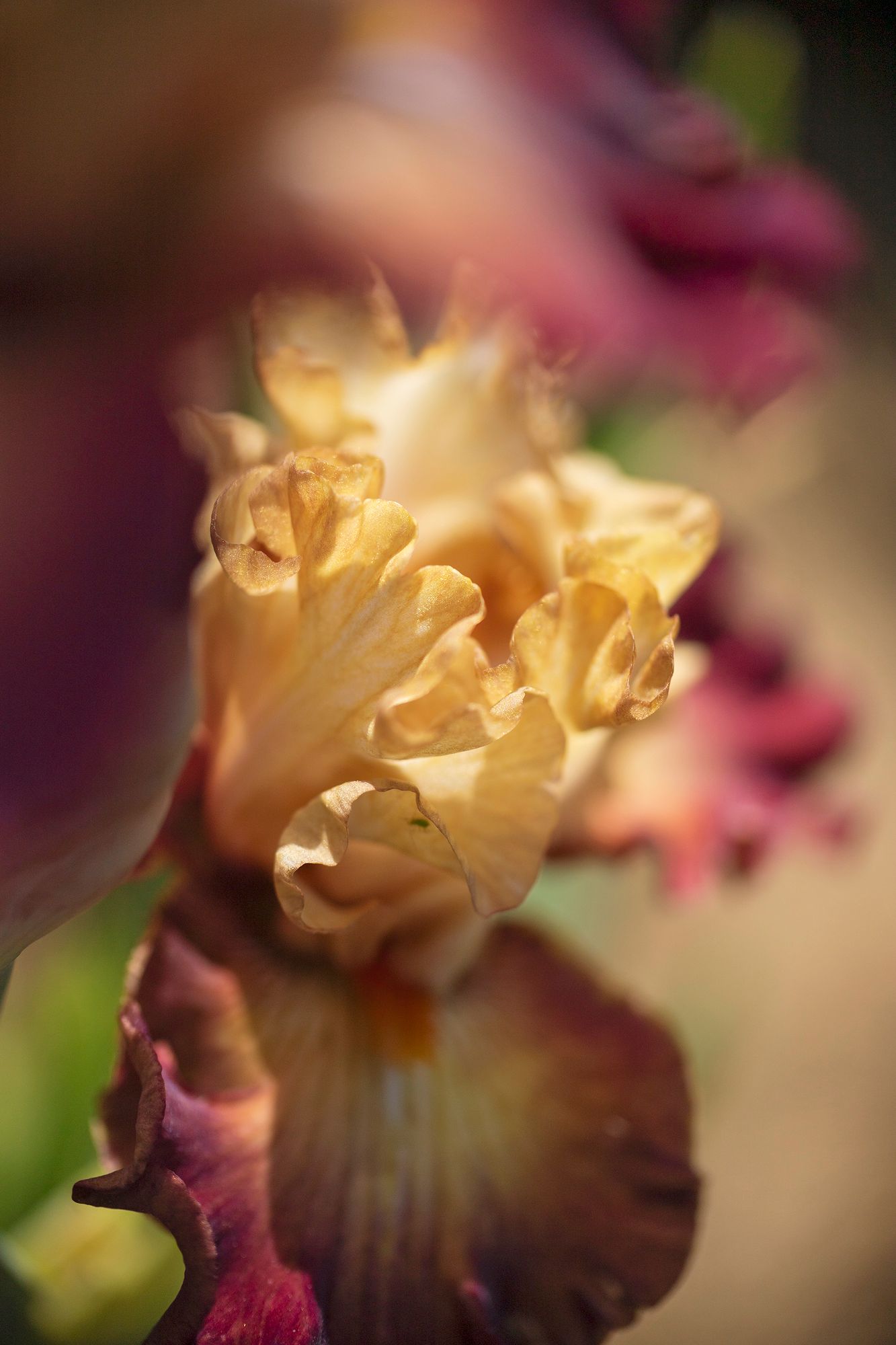 24_iris-tn©js-32jpeg
