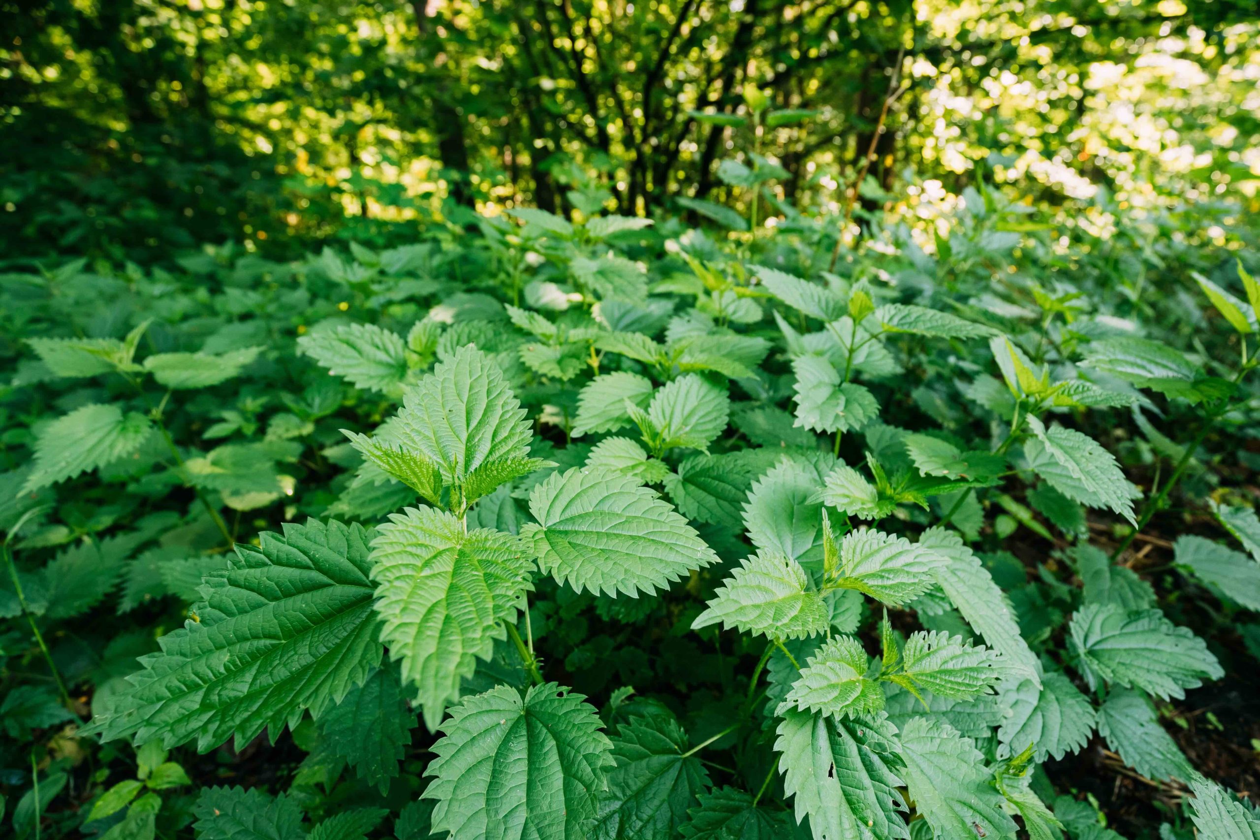 twigs of wild plant nettle or stinging nettle or urtica dioica in spring meadow