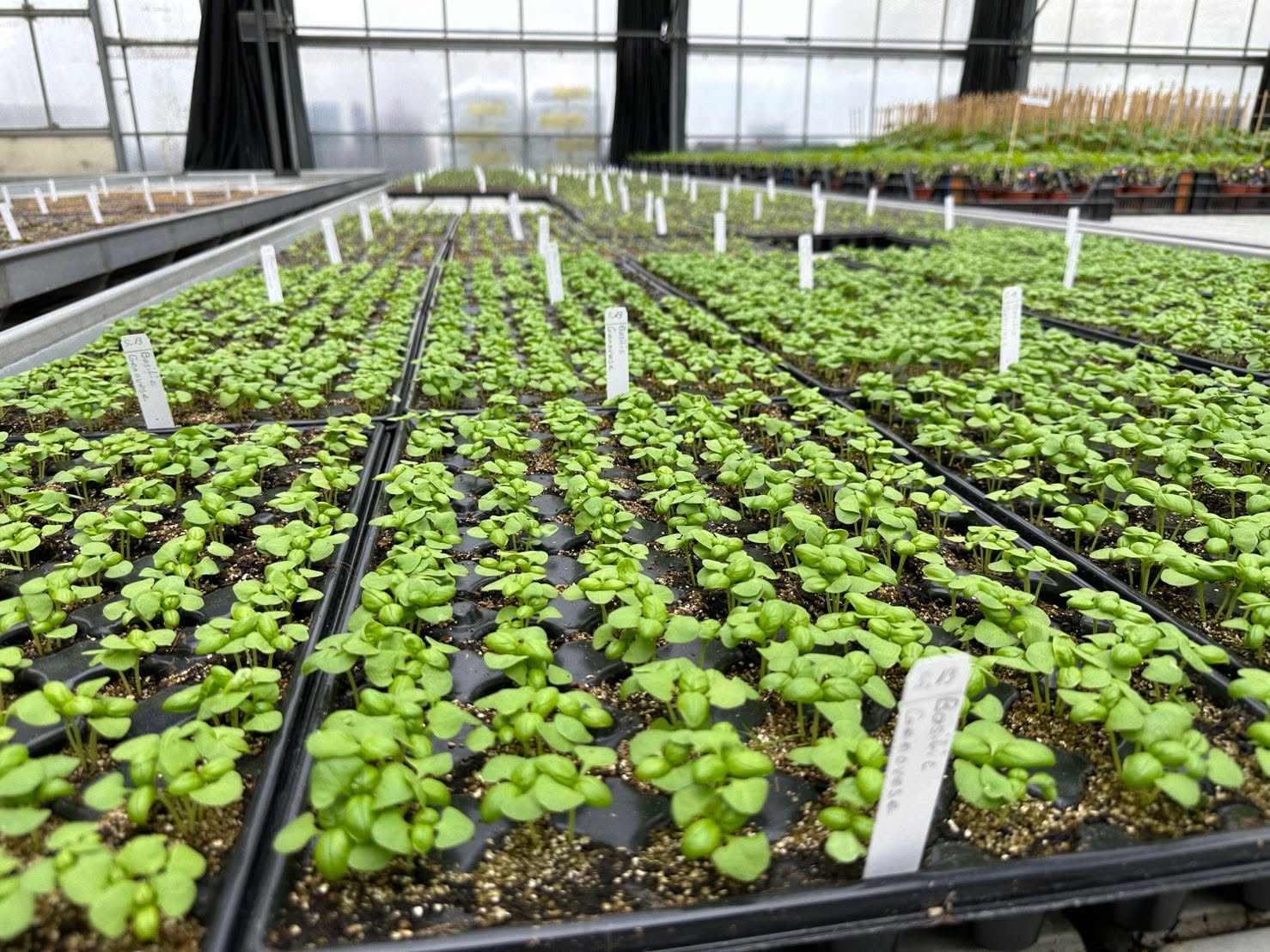 atelier traitements et maladies dans un jardin sans chimie
