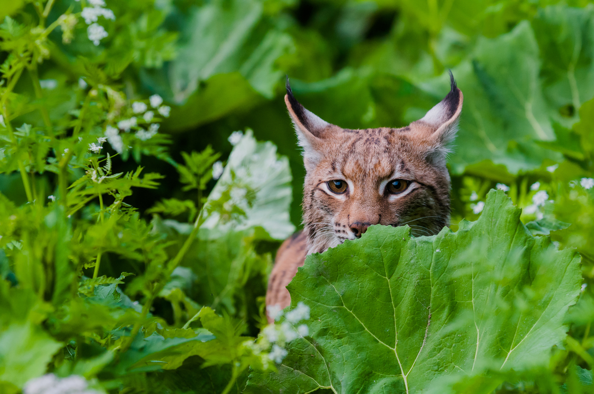 eurasian lynx hunting lynx lynx national park velka fatra sl