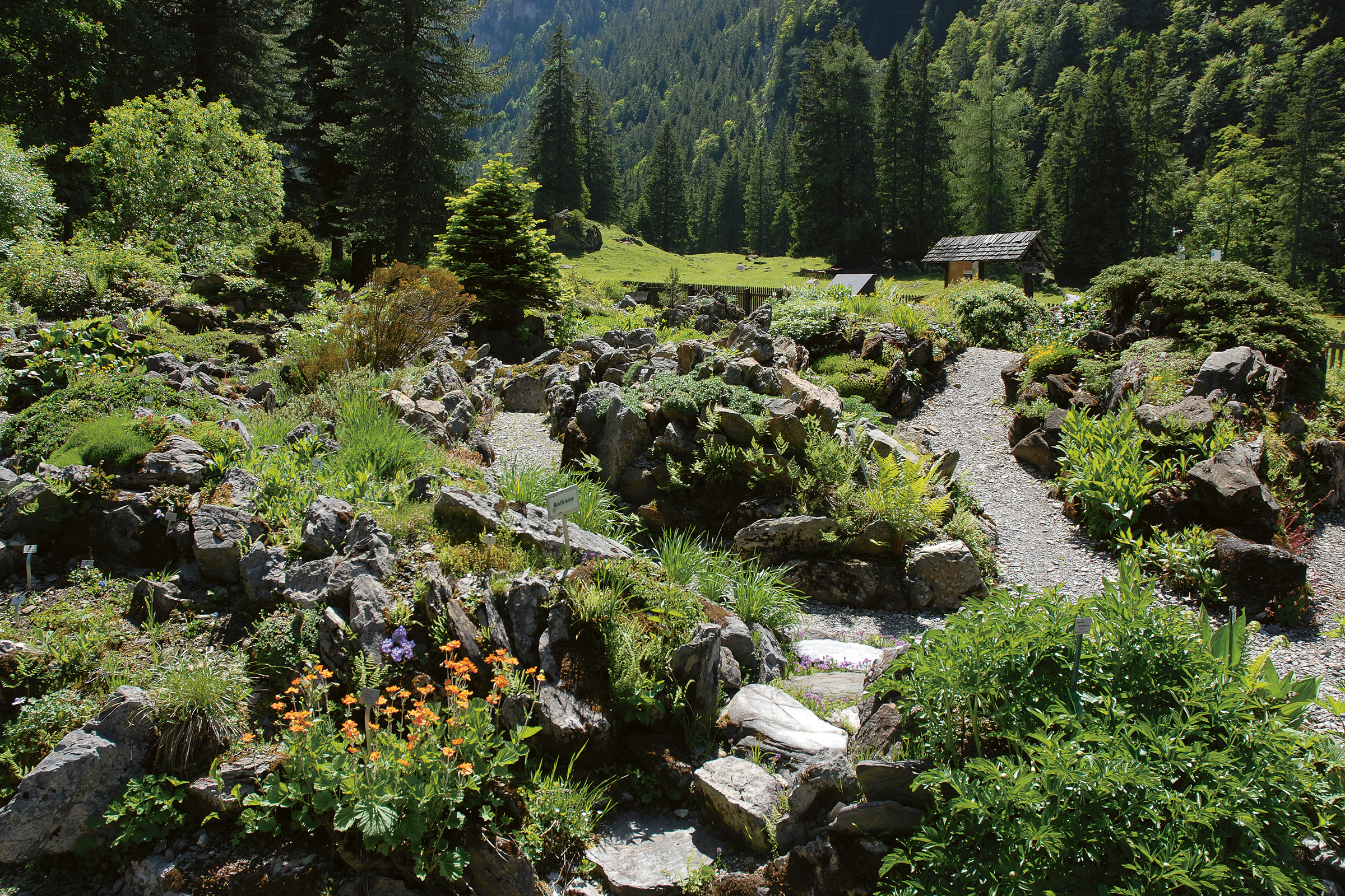 pont de nant - jardin alpin - la thomasia cnatureum