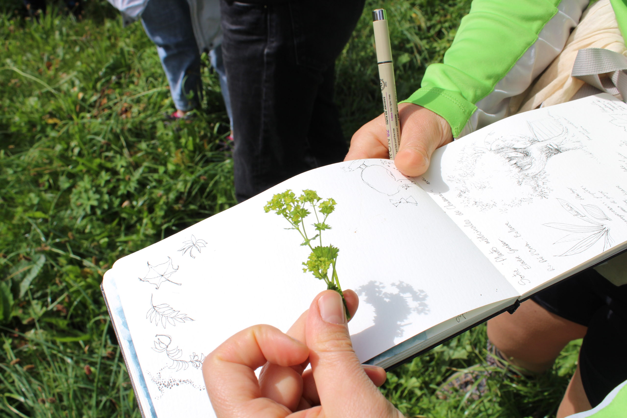 sortie guidee plantes medicinales 10082019