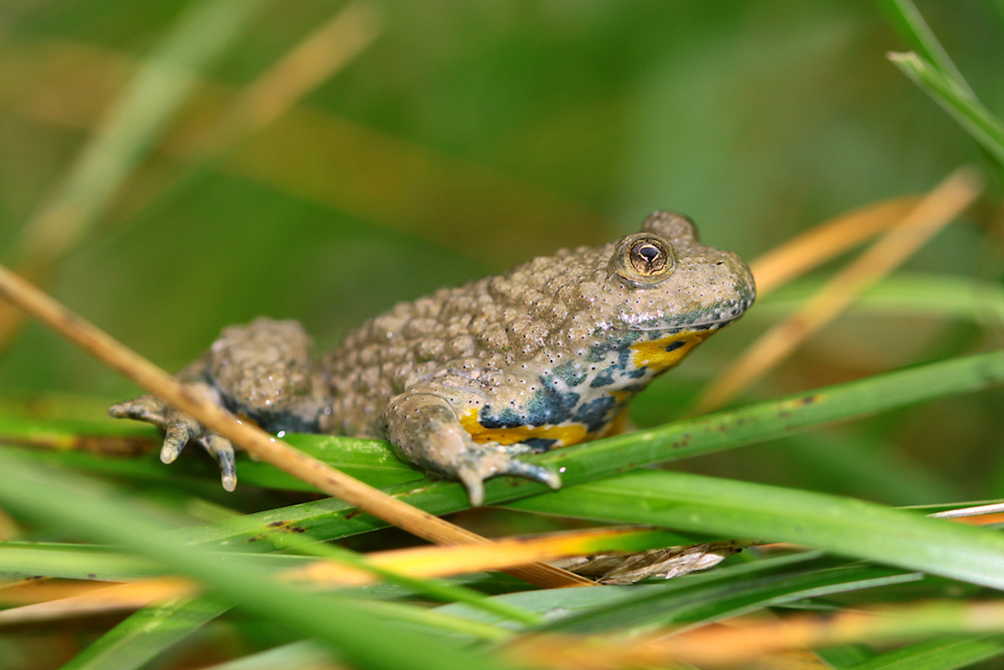 08_crapaud_sonneur_jaune_3277
