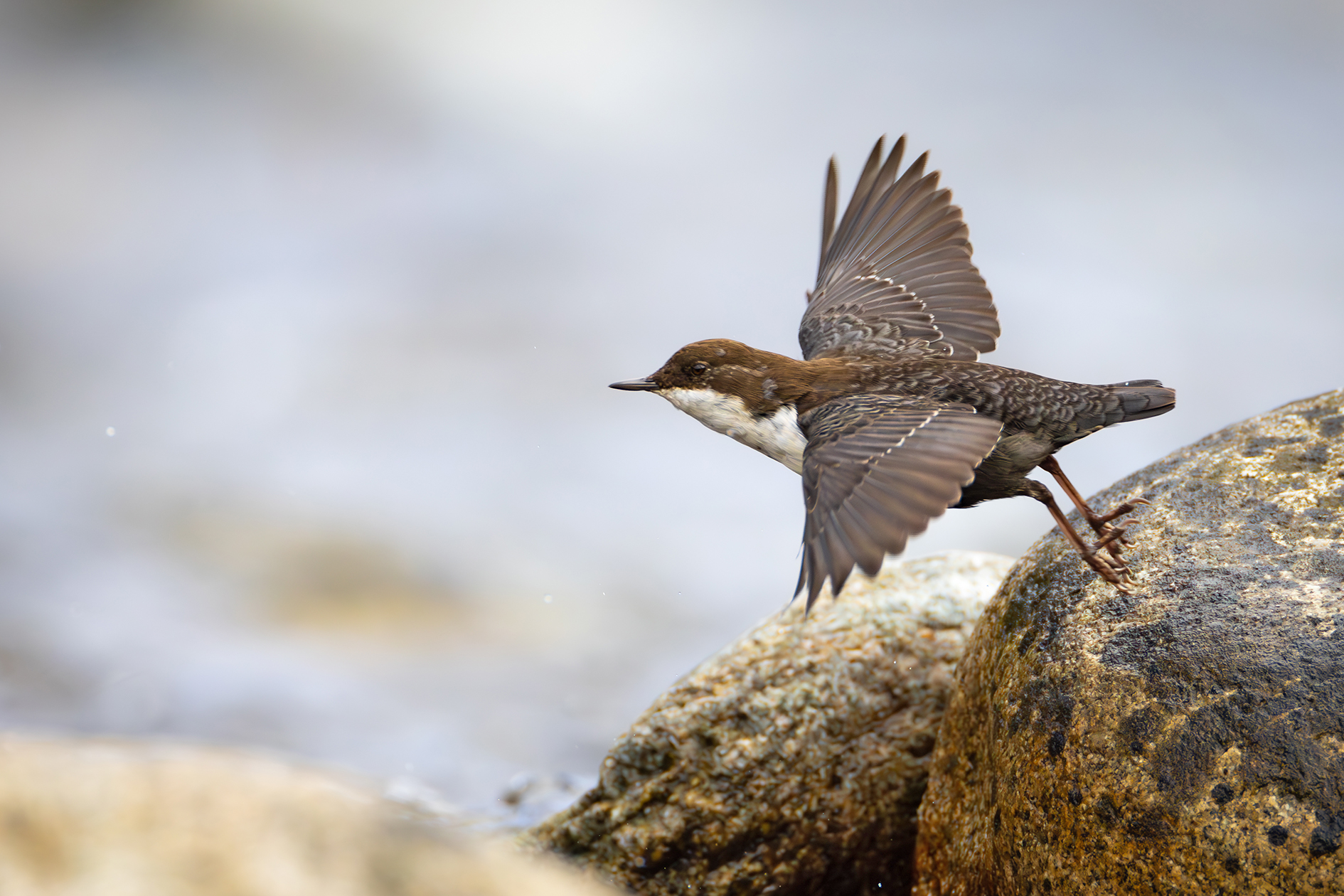 white-throated dipper cinclus cinclus sitting on a stone in