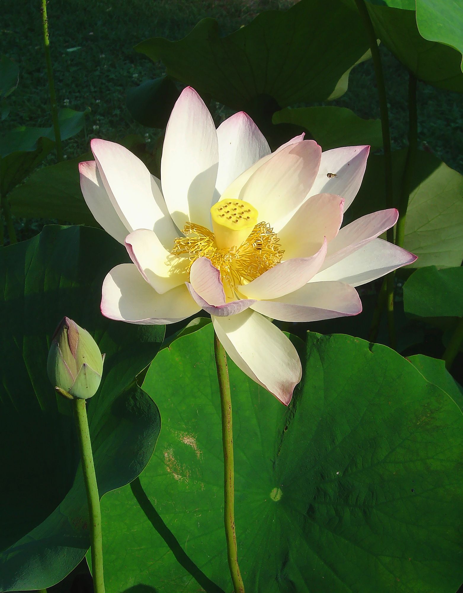 11_nelumbo-lotus-jmg1509jpeg