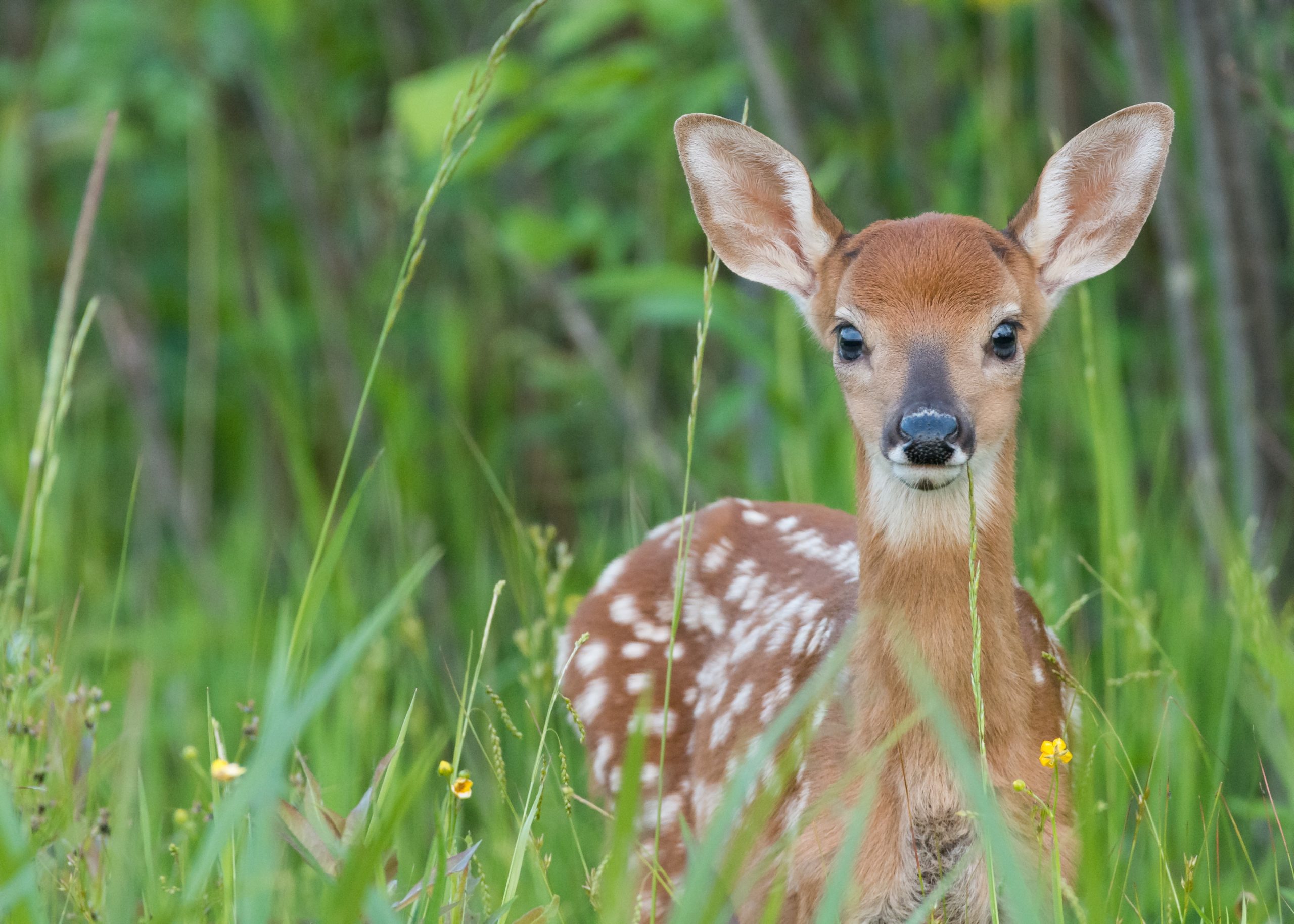 whitetail fawn in the grass