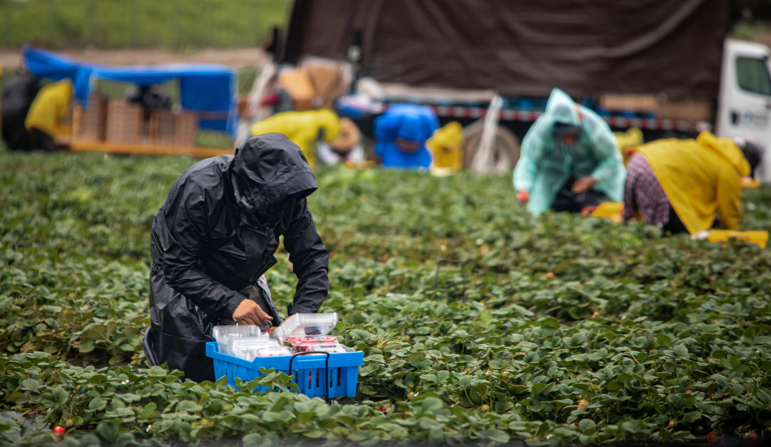 field workers in raincoats picking stawberries