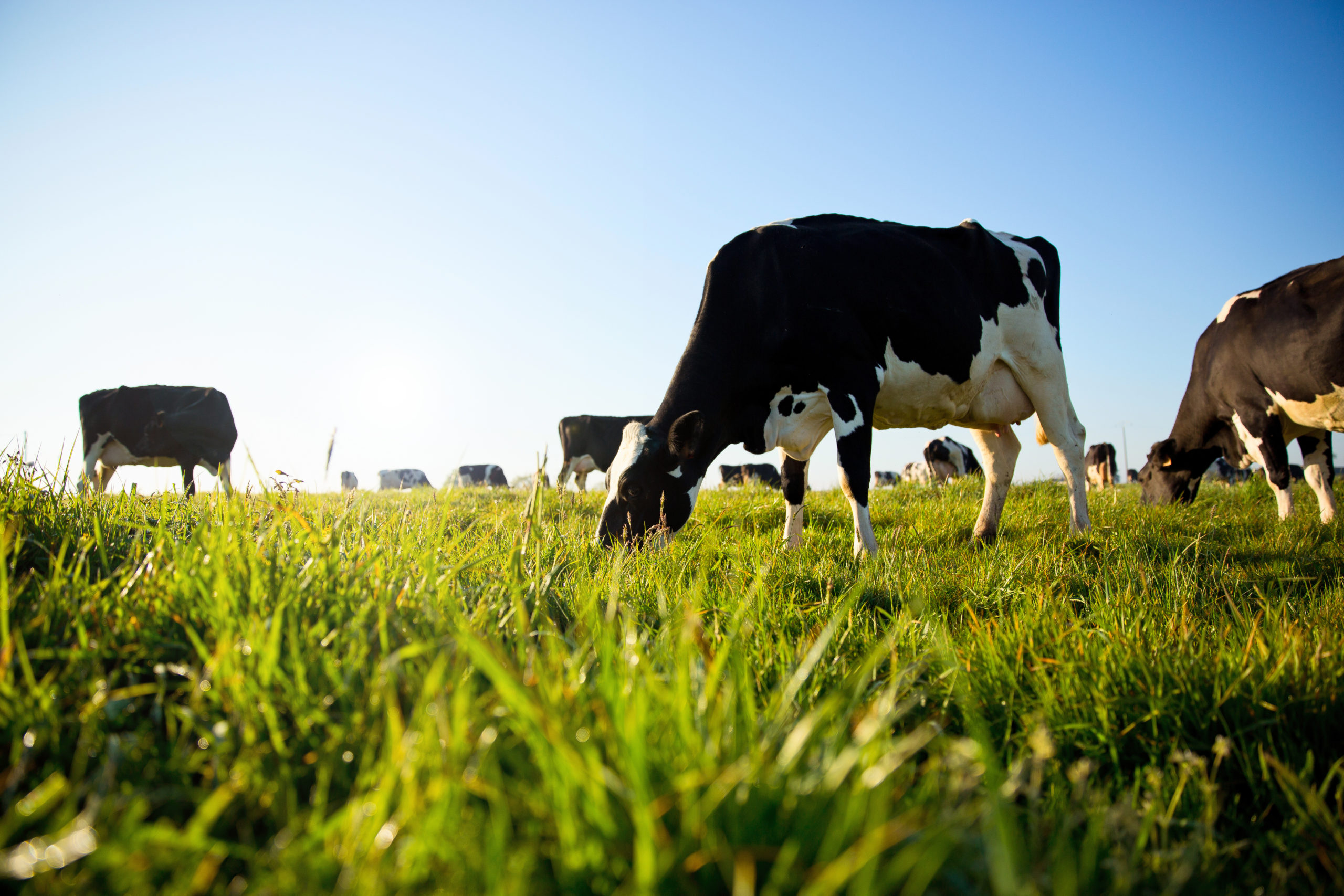 troupeau de vache laitière broutant dans la campagne au printemps