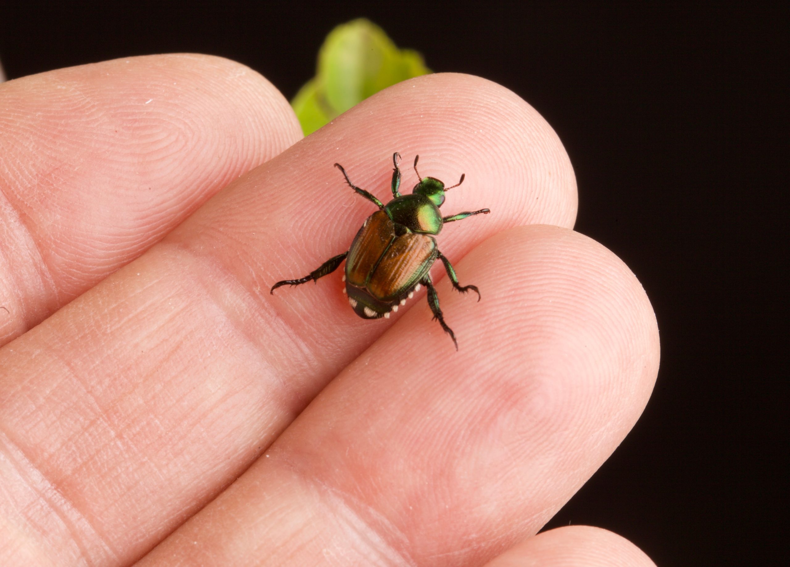 popillia japonica coleottero