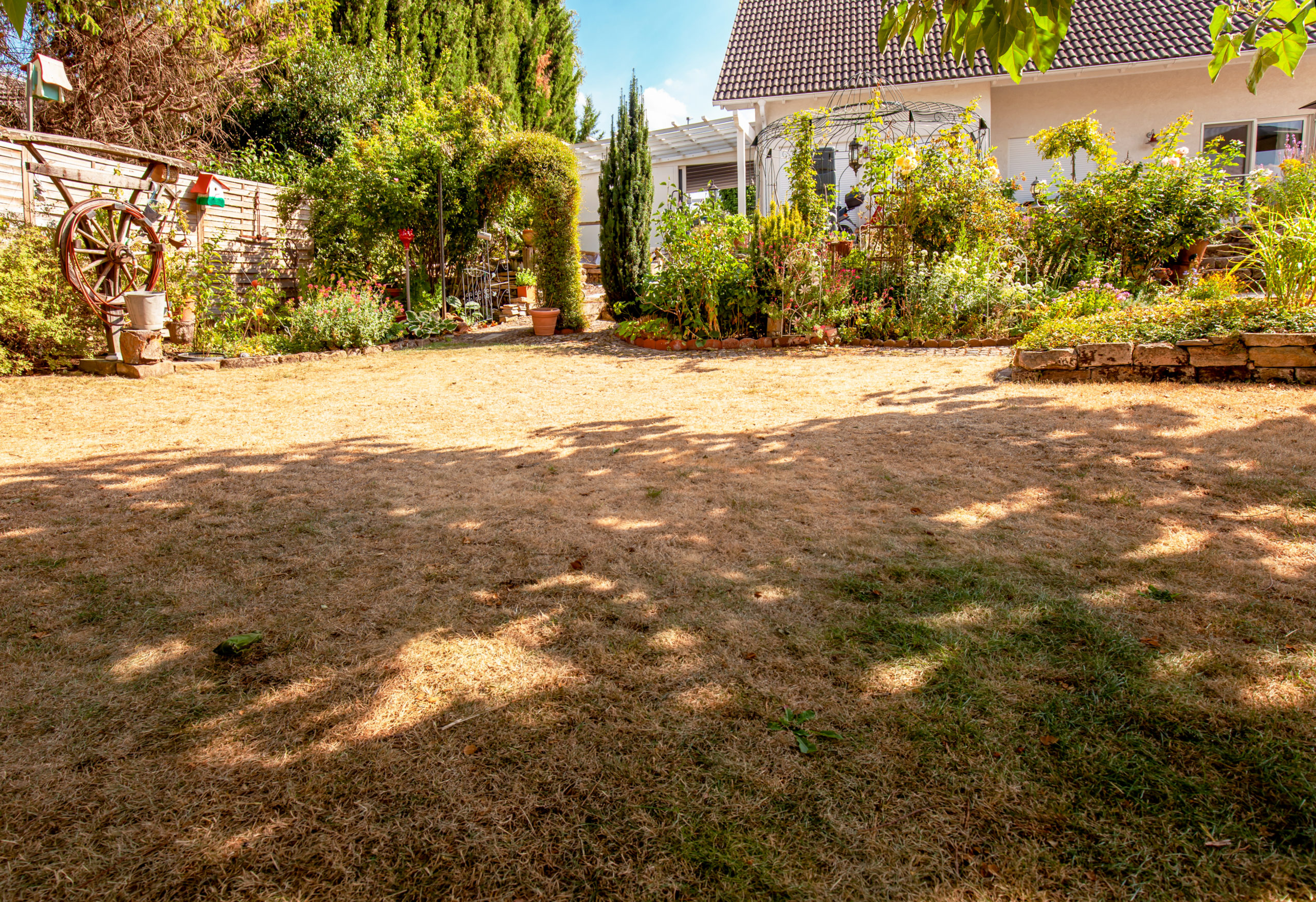 lawn in garden dry and dead pests and disease and sun cause amount of damage to green lawns landscaped formal garden patchy grass in bad condition and need maintaining