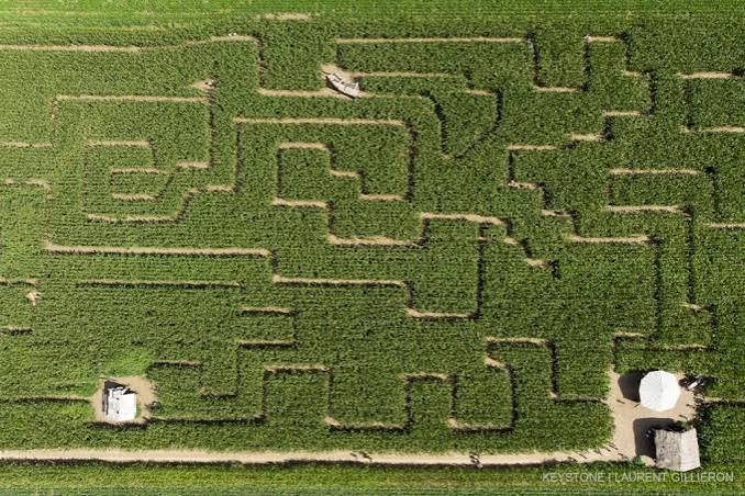 labyrinthe de maïs